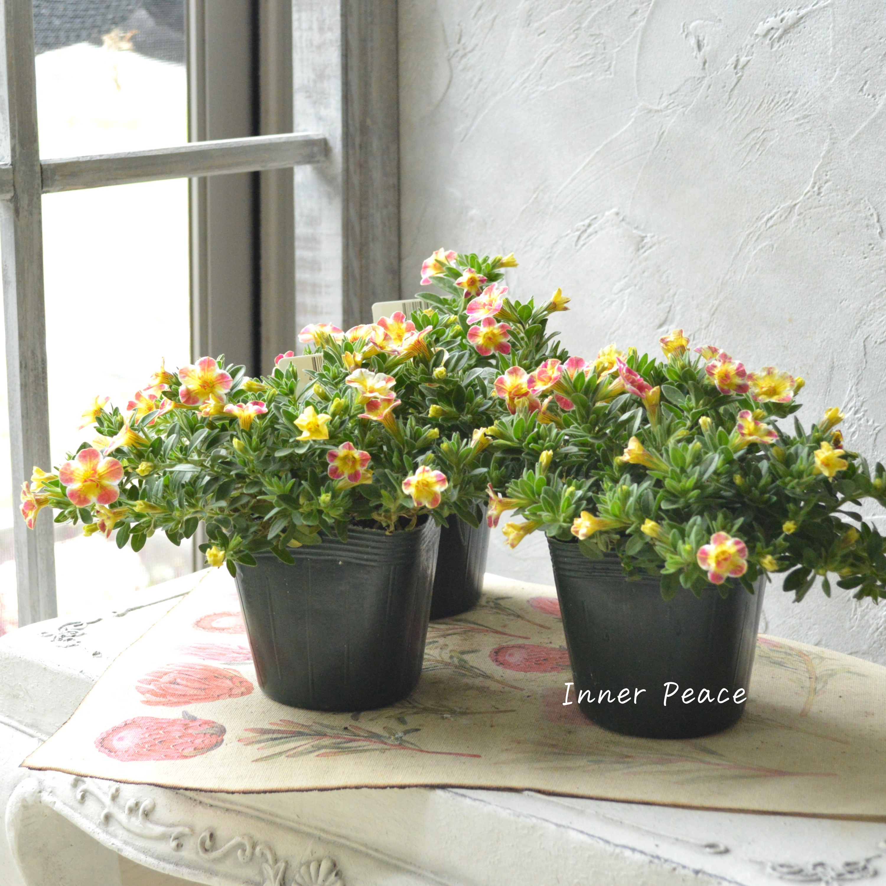 【ゲブラさん】 Sale! カリブラコア 『Emily ~エミリ~』 3.5寸POT