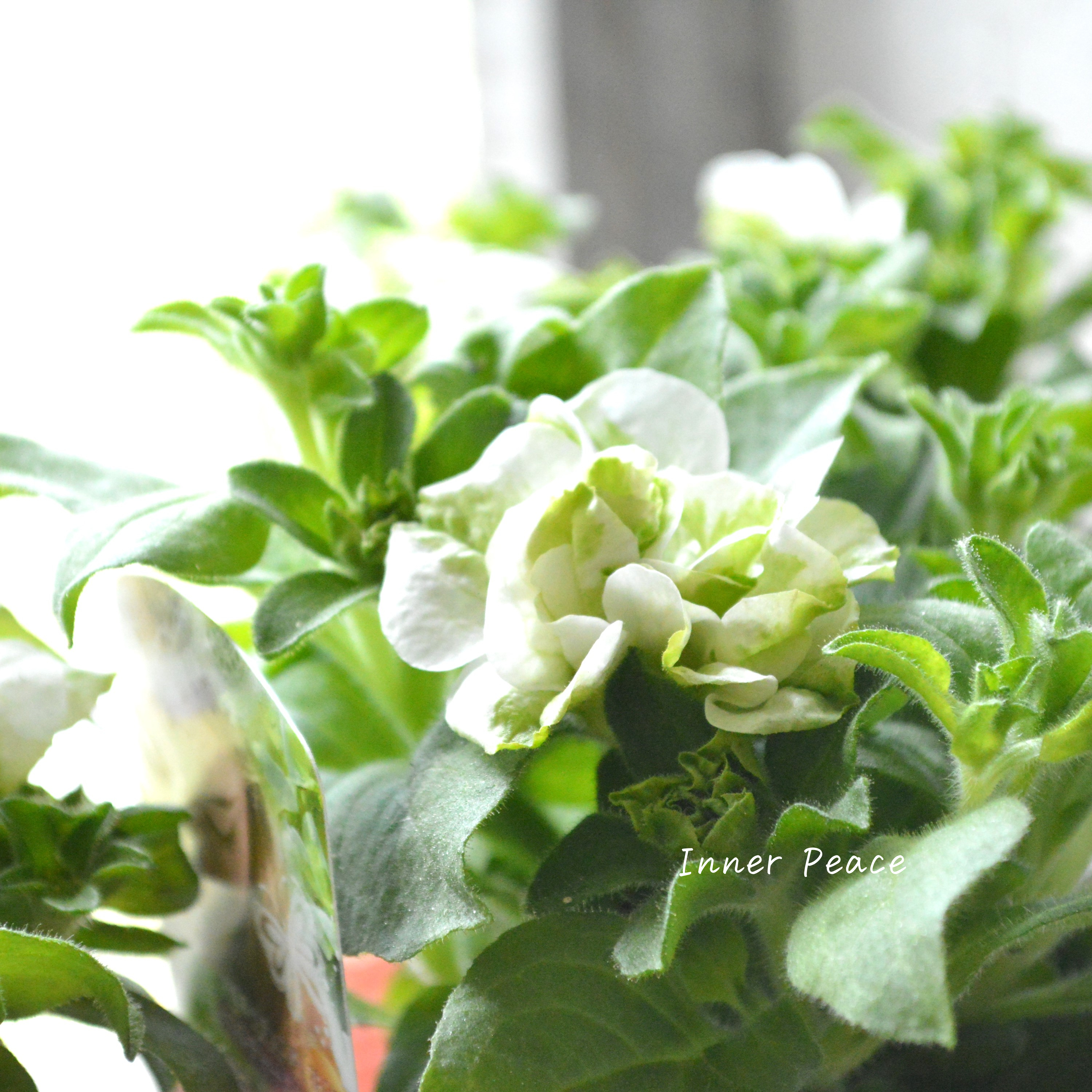 【花日和さんオリジナル】 栄養系ペチュニア 『ベルチャーム・エルザ』 3寸ロング~3.5寸POT