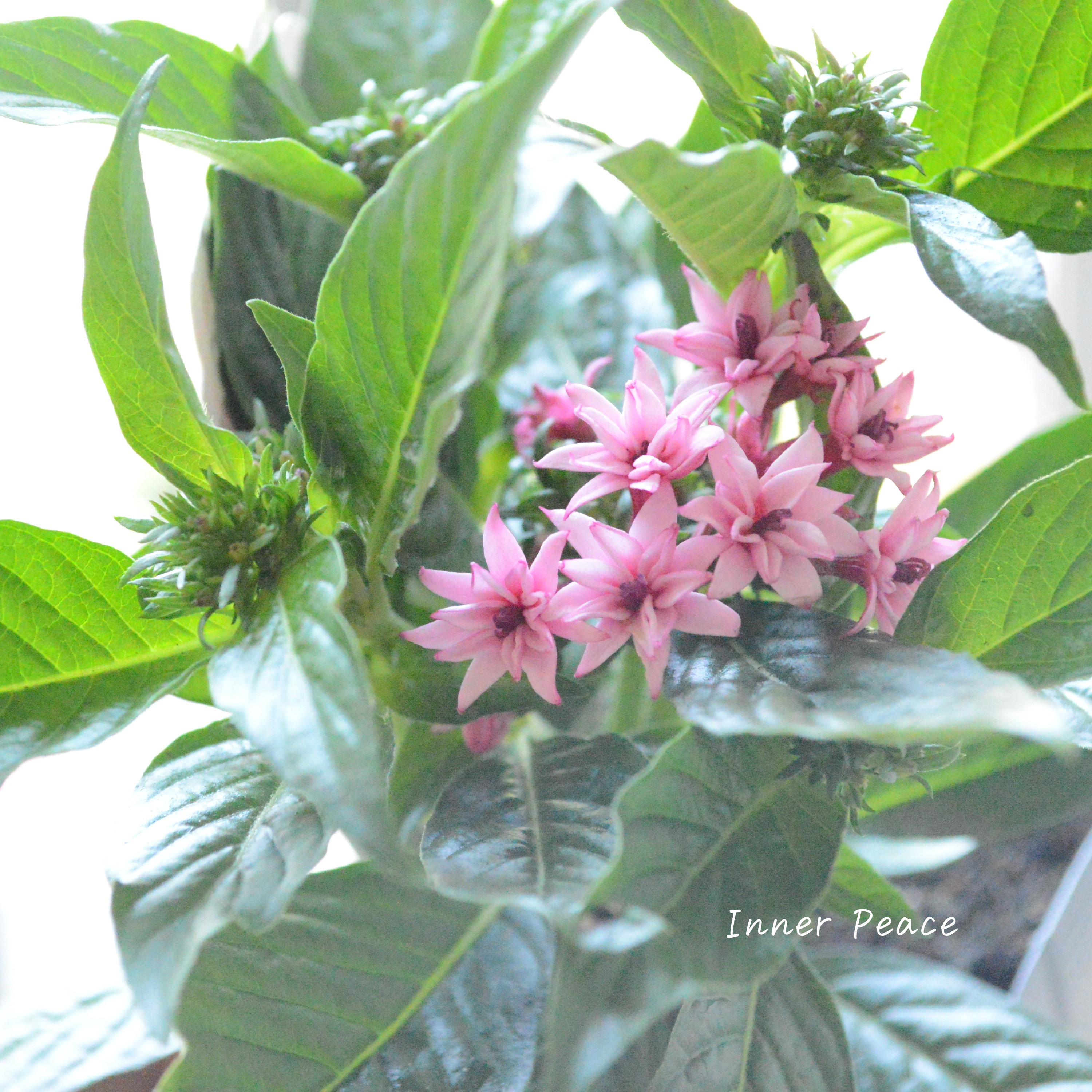 【暑さに強い】 八重咲きペンタス 『ライカ・フレアピンク』 3.5寸POT