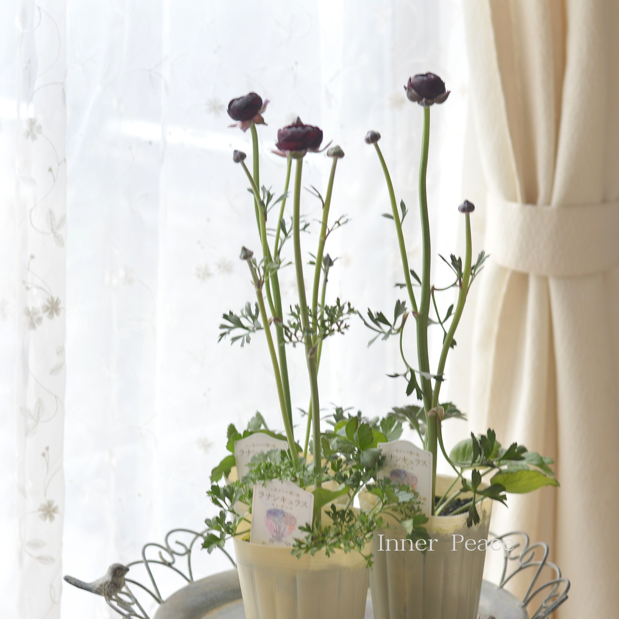 【豪華】 ラナンキュラス 『ミストラル・ブラックジャック』 3.5寸ロングPOT