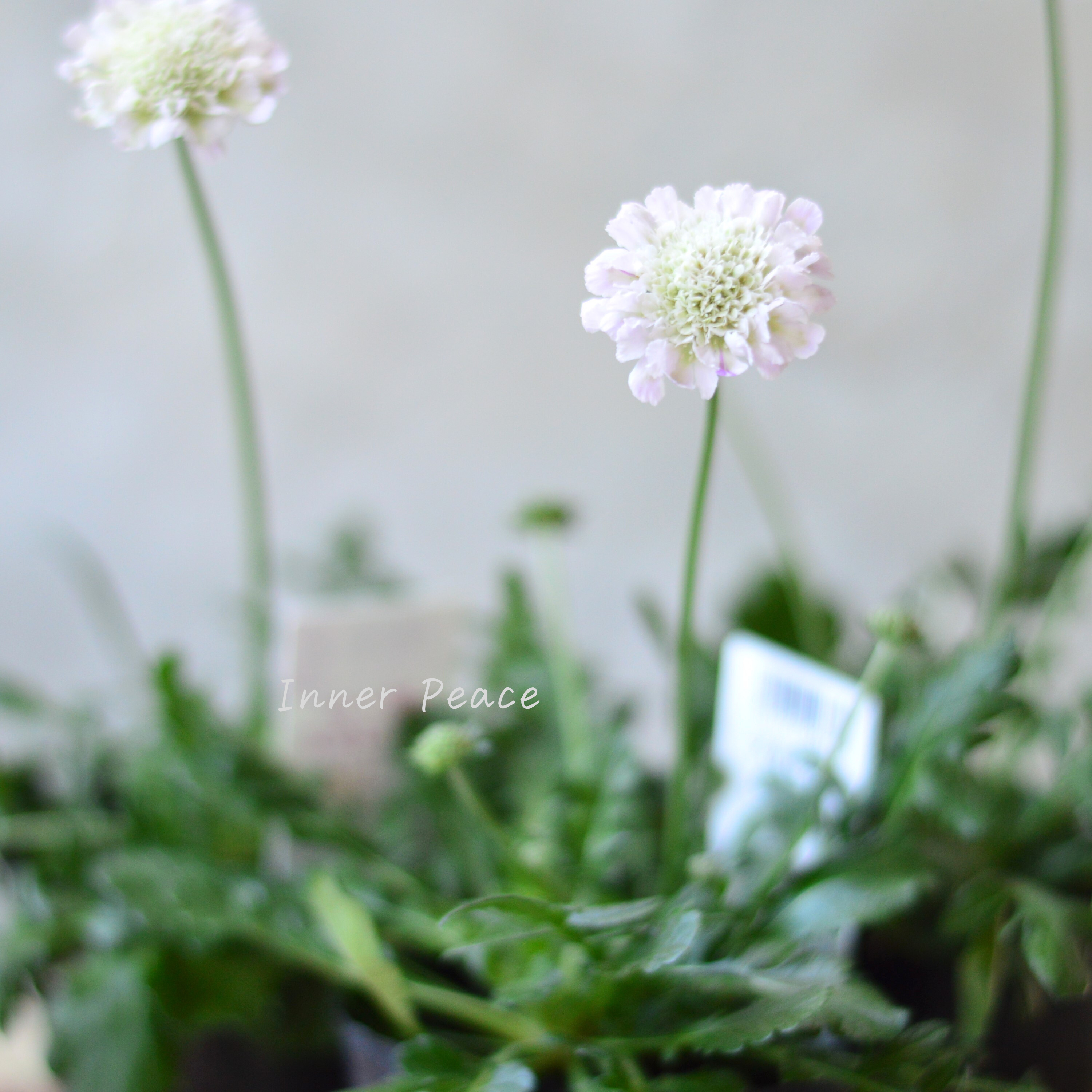 【美しい】 スカビオサ 『白ときどき桃』 3寸POT