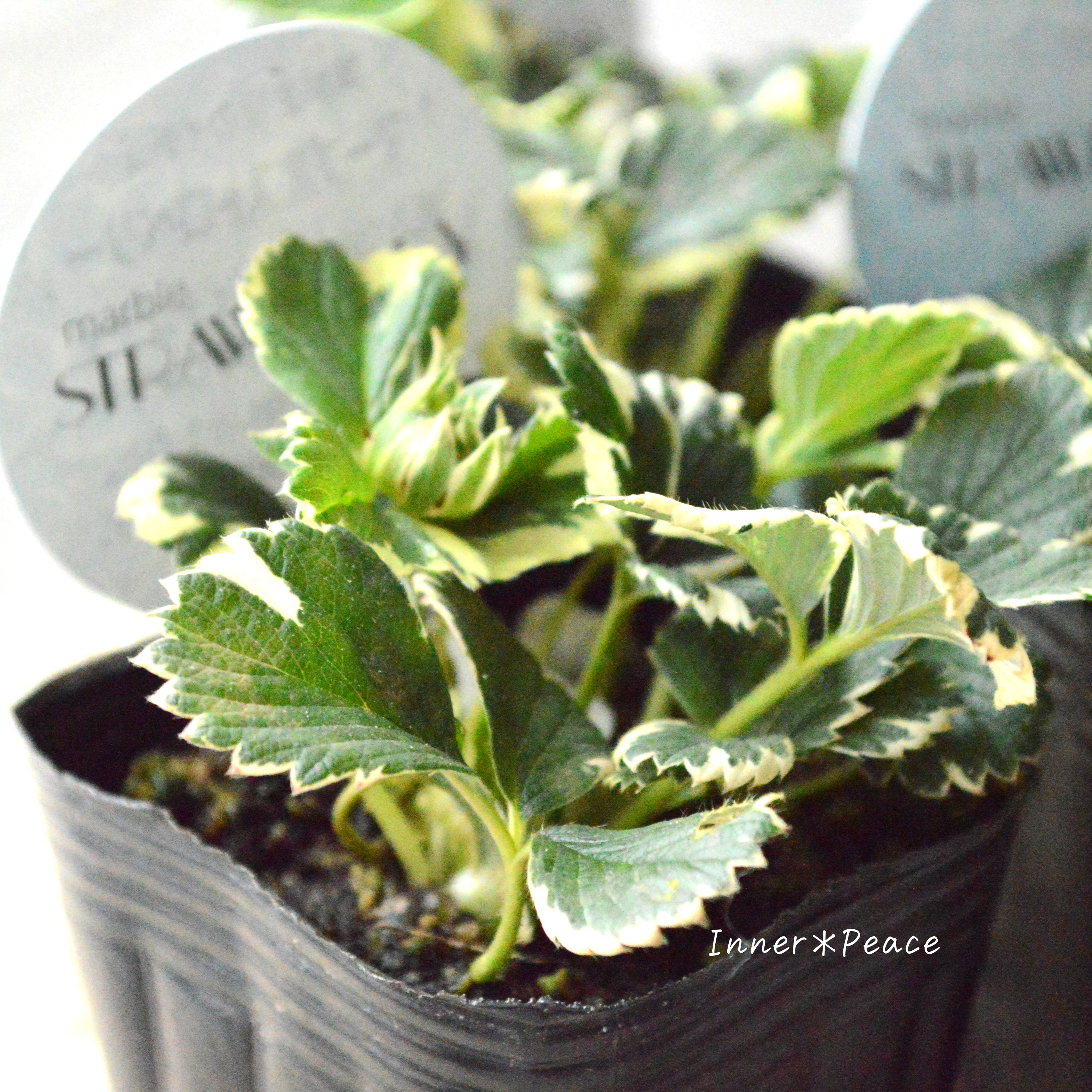 【斑入り】 マーブルストロベリー 3寸POT