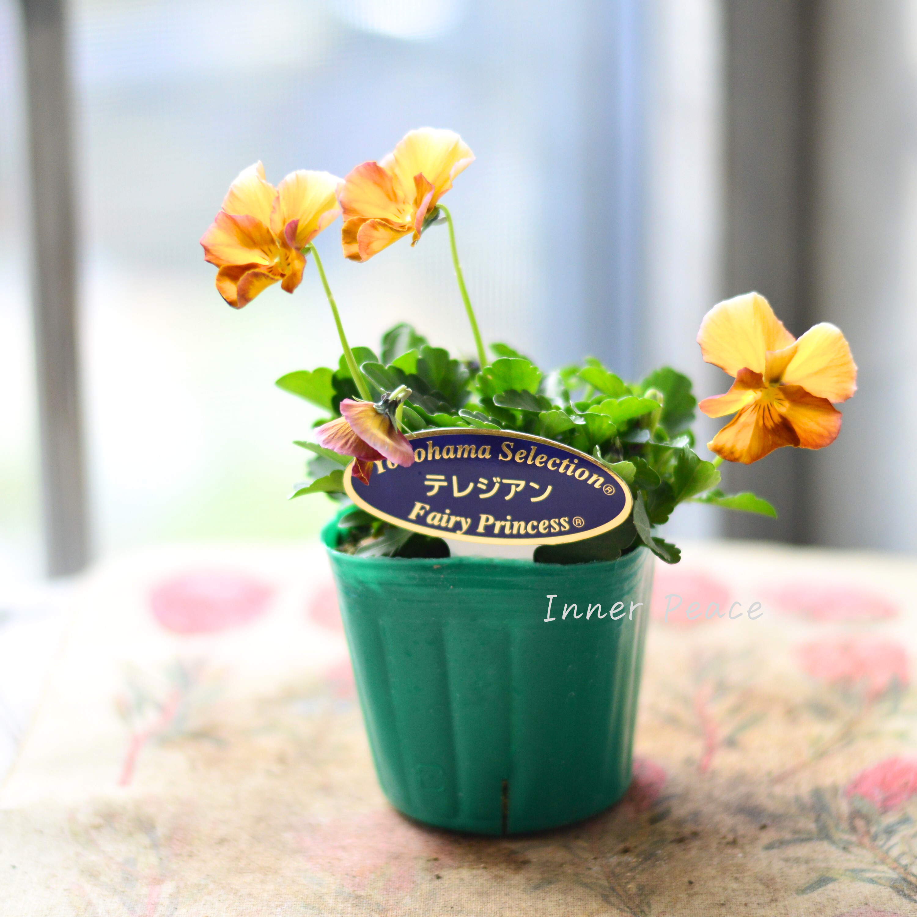 【人気】 ビオラ 『横浜セレクション・テレジアン』 3寸POT