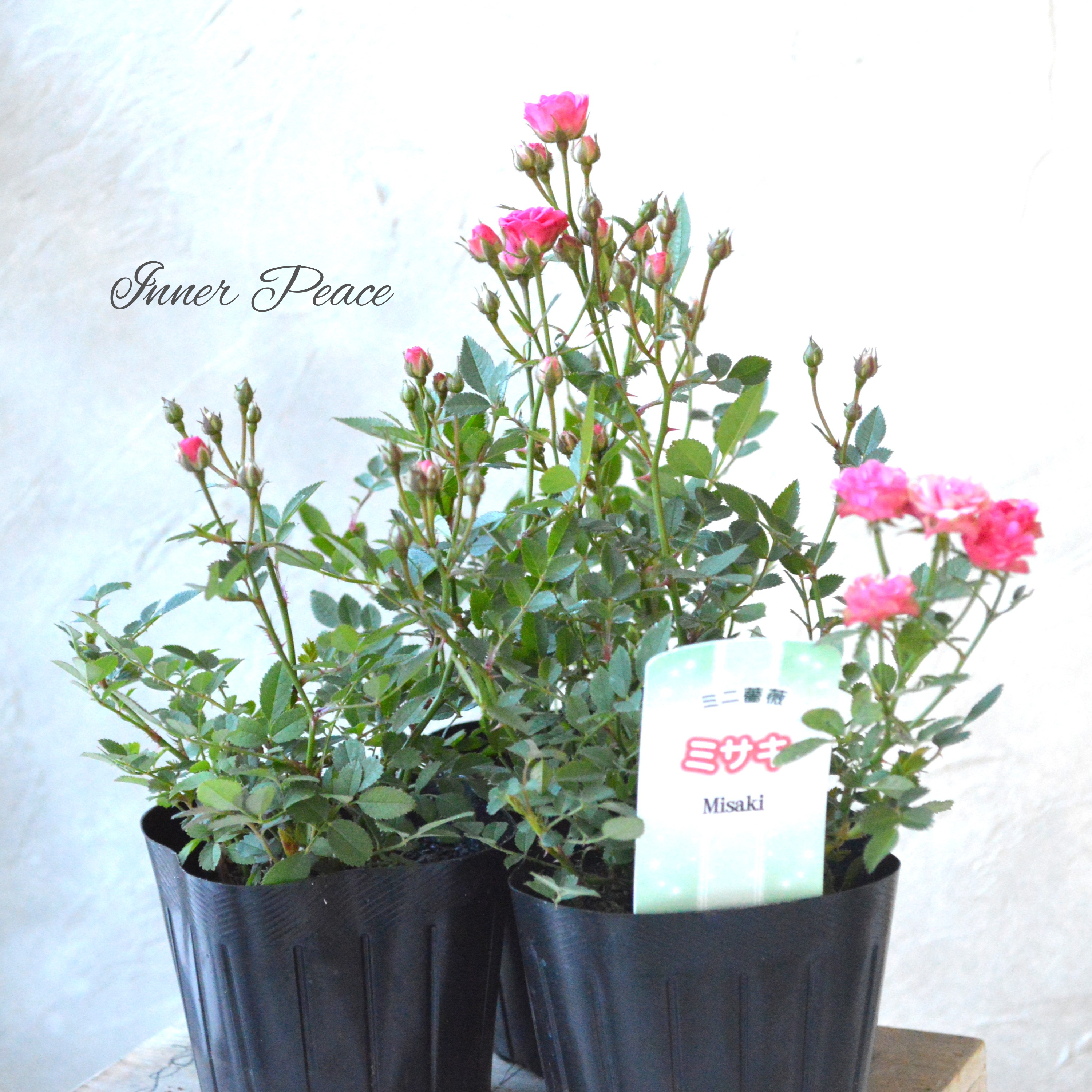 【分割できる】 ミニ薔薇 『ミサキ』(カスミソウ咲き) 3寸POT