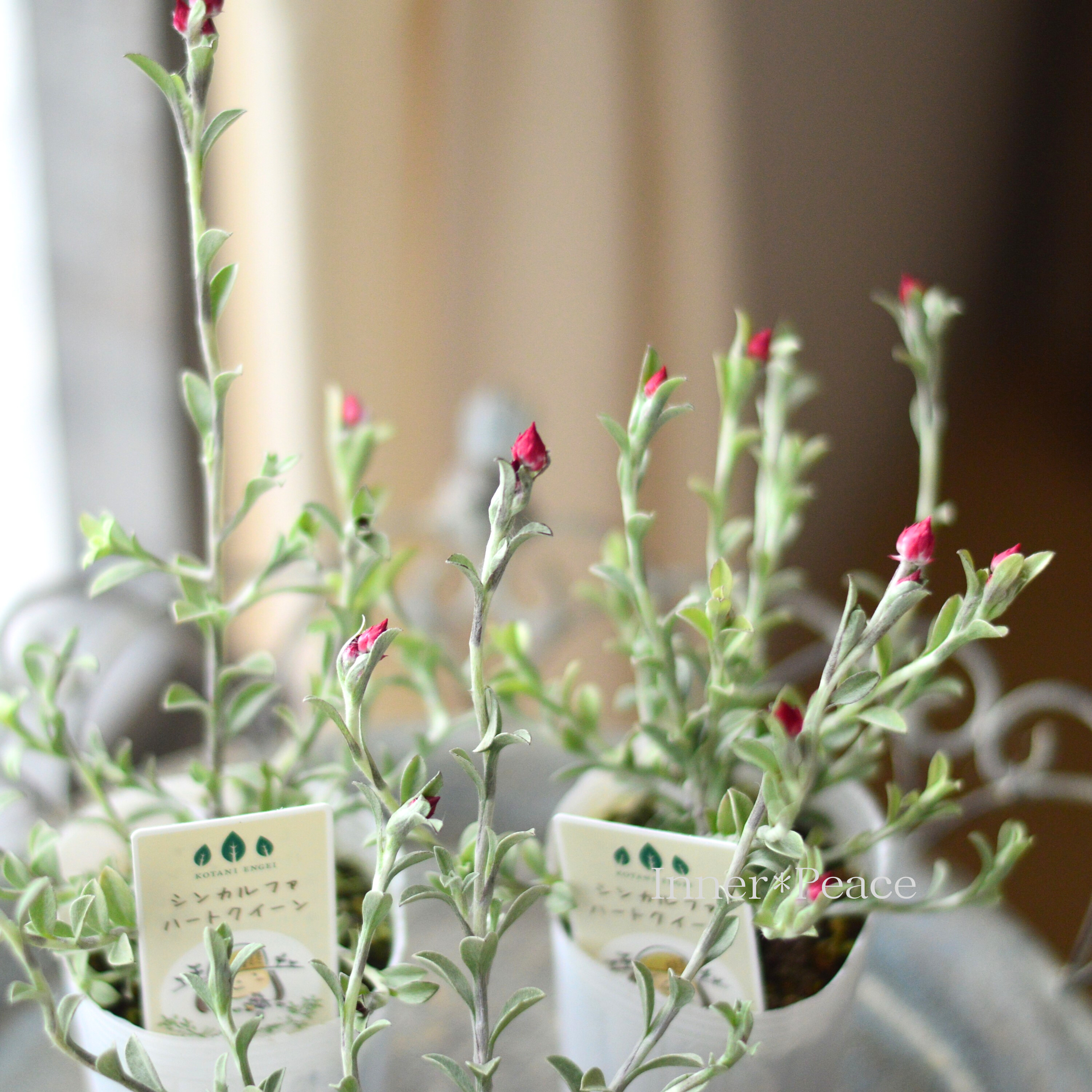 【カサカサしたお花】 シンカルファ 『ハートクイーン』 2.5寸ロングPOT