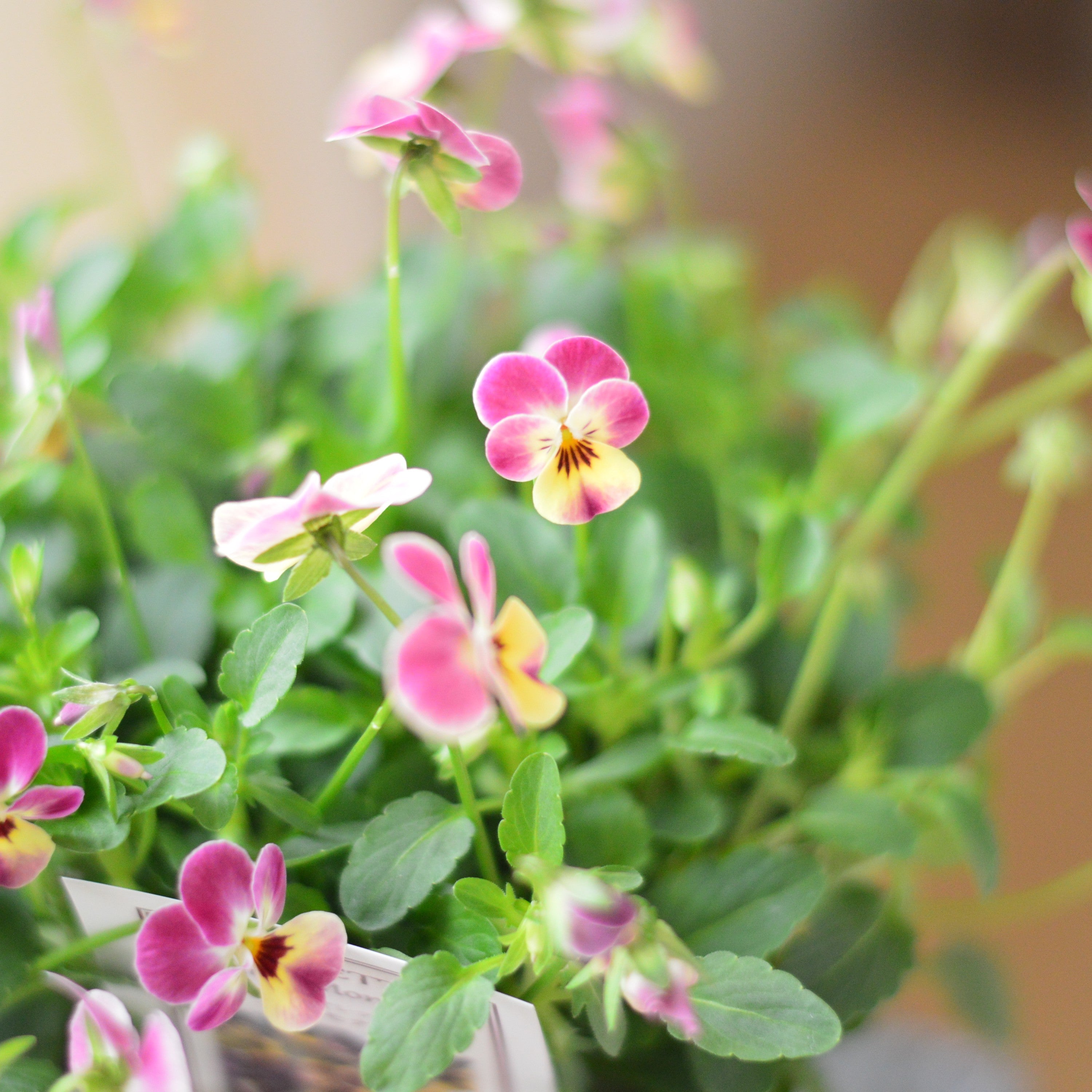 【かわいい】 小輪ビオラ ビオレッタ 『メリーモナーク』 3.5寸POT