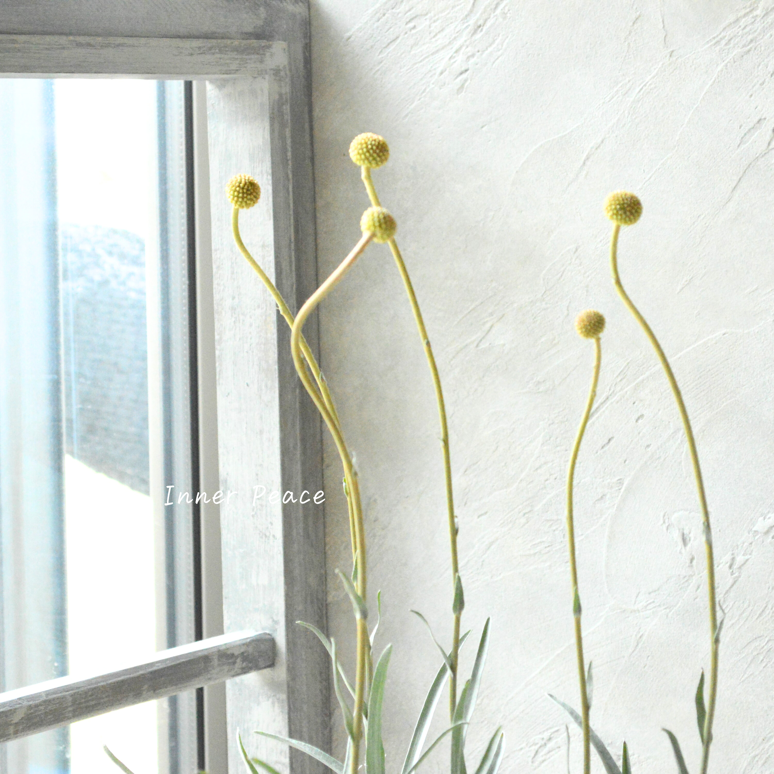 【個性的】 クラスペディア 『ゴルフビューティー』 3.5寸POT