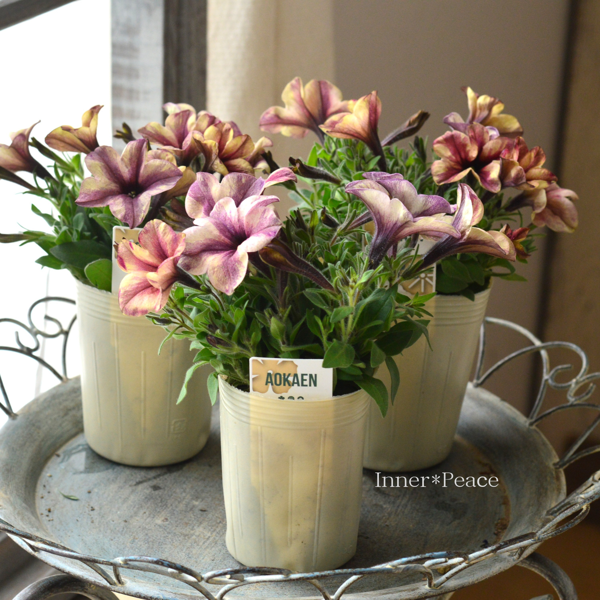 【AOKAENさん】 ペチュニア 『マチュア・ホワイトイチジク』 3寸ロングPOT