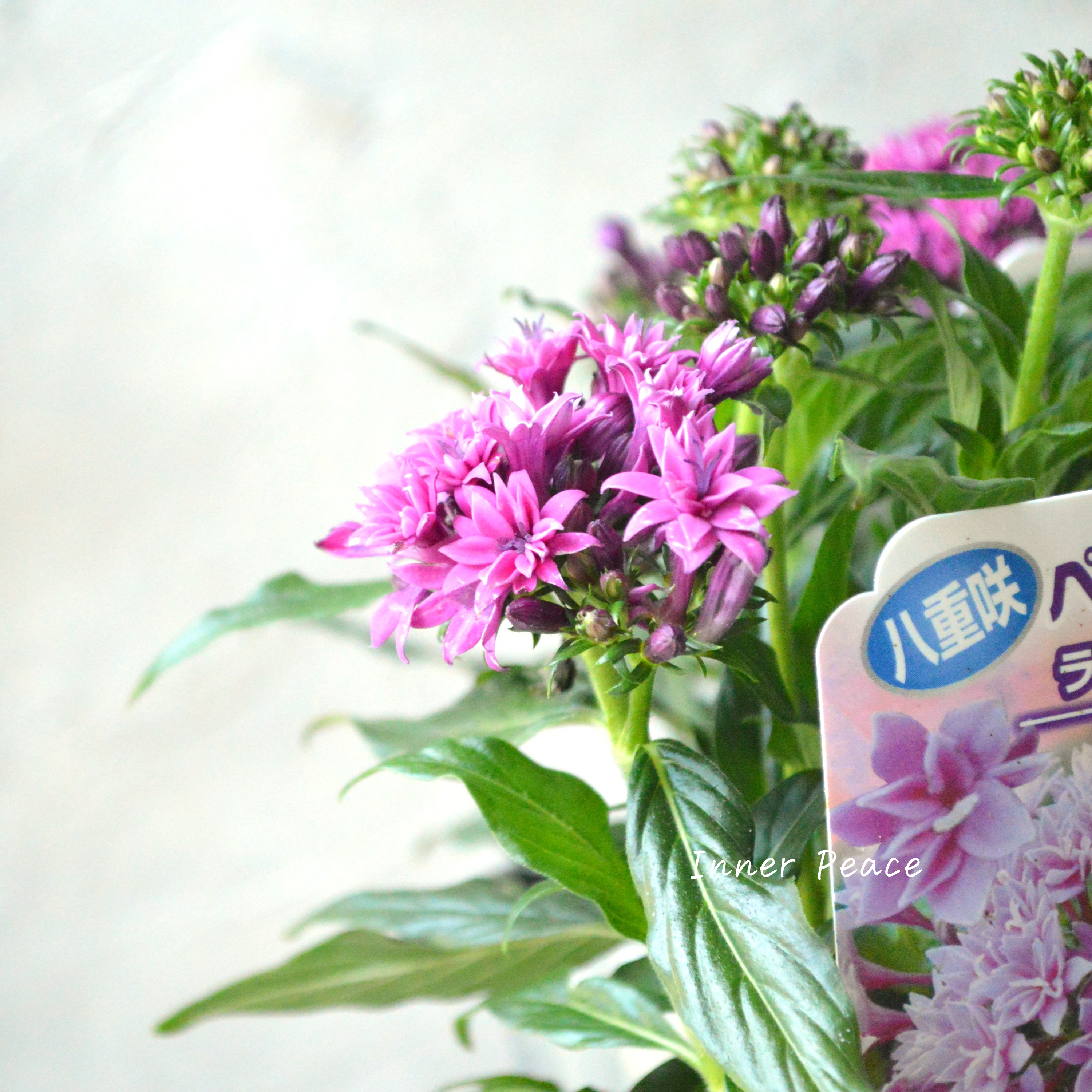 【暑さに強い】 八重咲きペンタス 『ライカ・パープル』 3.5寸POT