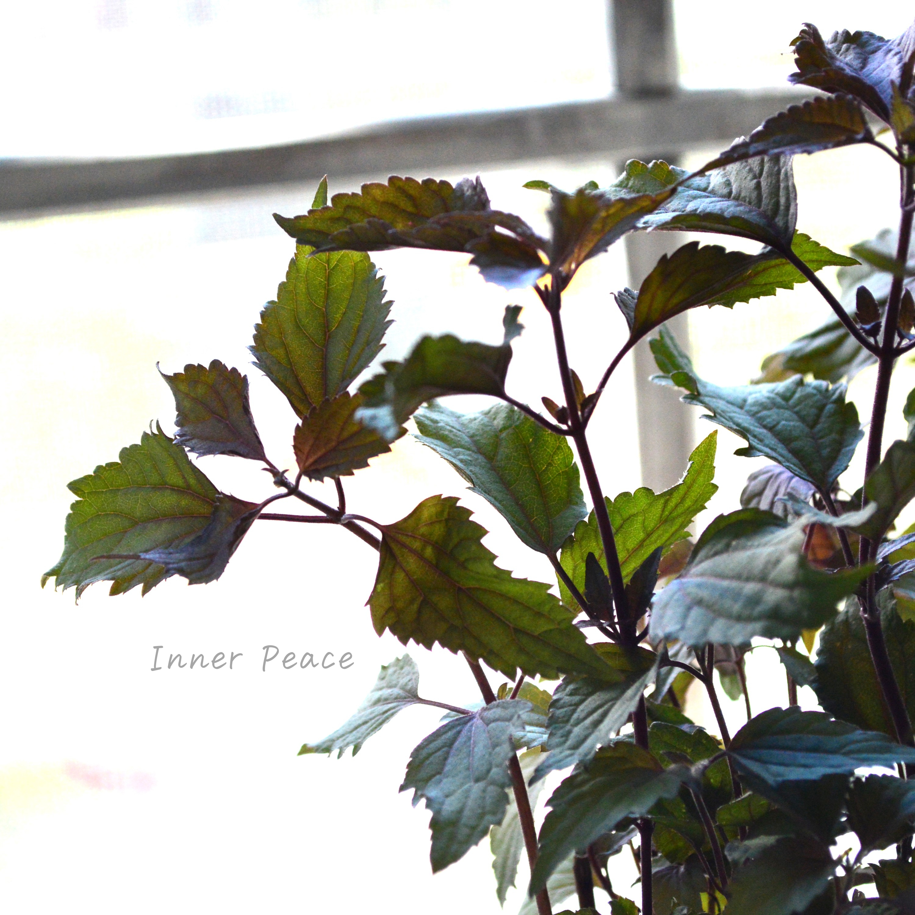 【暑さ寒さに強い】 ユーパトリウム 『チョコレート』 3寸POT