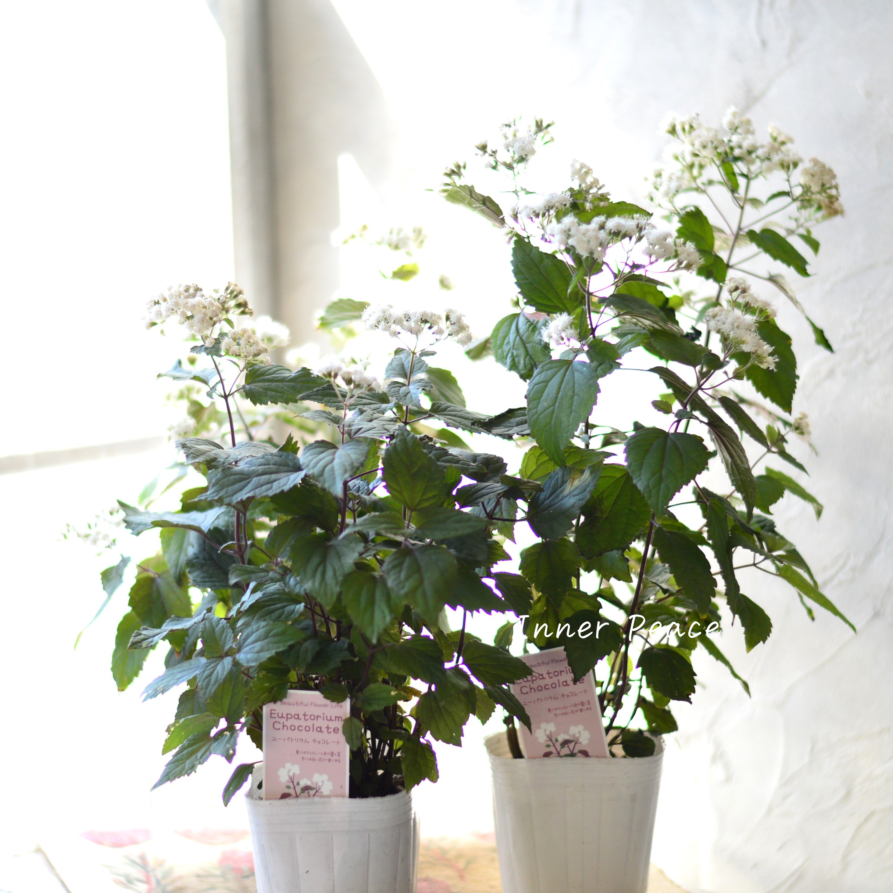 【暑さ寒さに強い】 ユーパトリウム 『チョコレート』 3寸POT