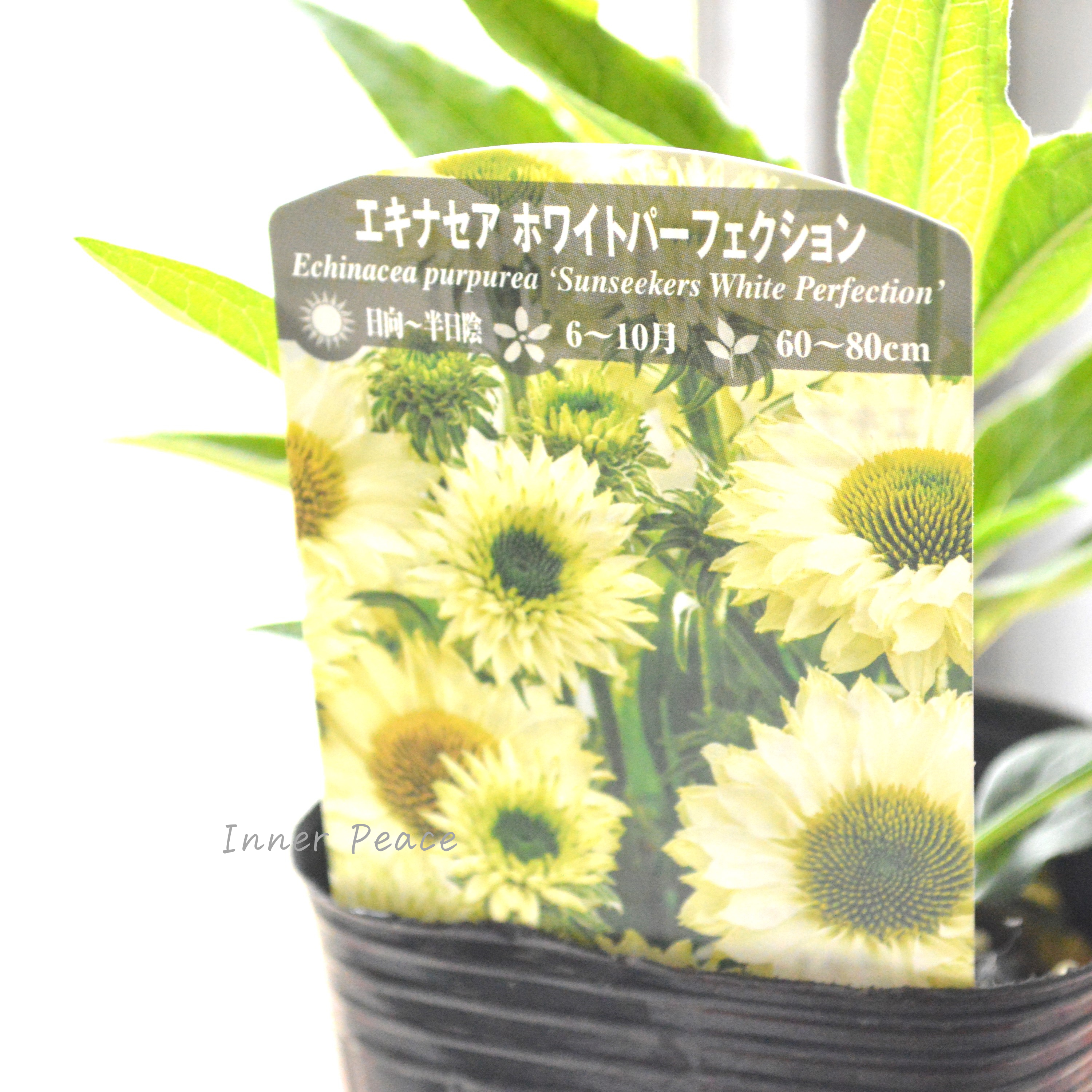 【暑さ寒さに強い】 エキナセア 『ホワイトパーフェクション』植え込み用 3寸POT