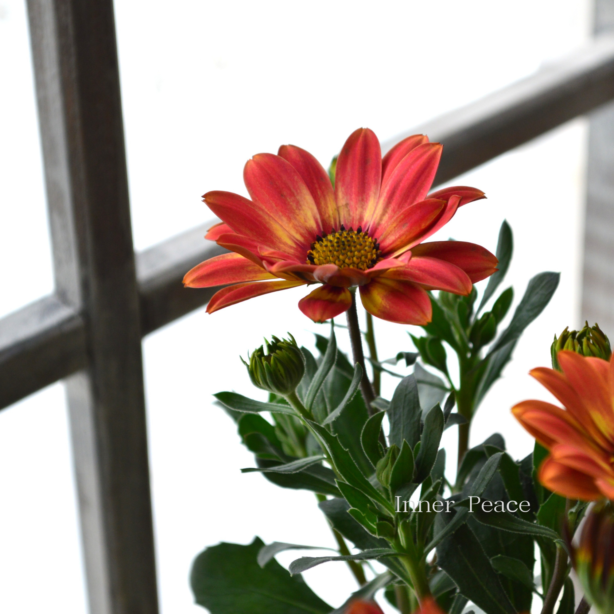 【PW】 オステオスペルマム 『キャンディーフィールズ・ベリーズパイン』 3.5寸POT