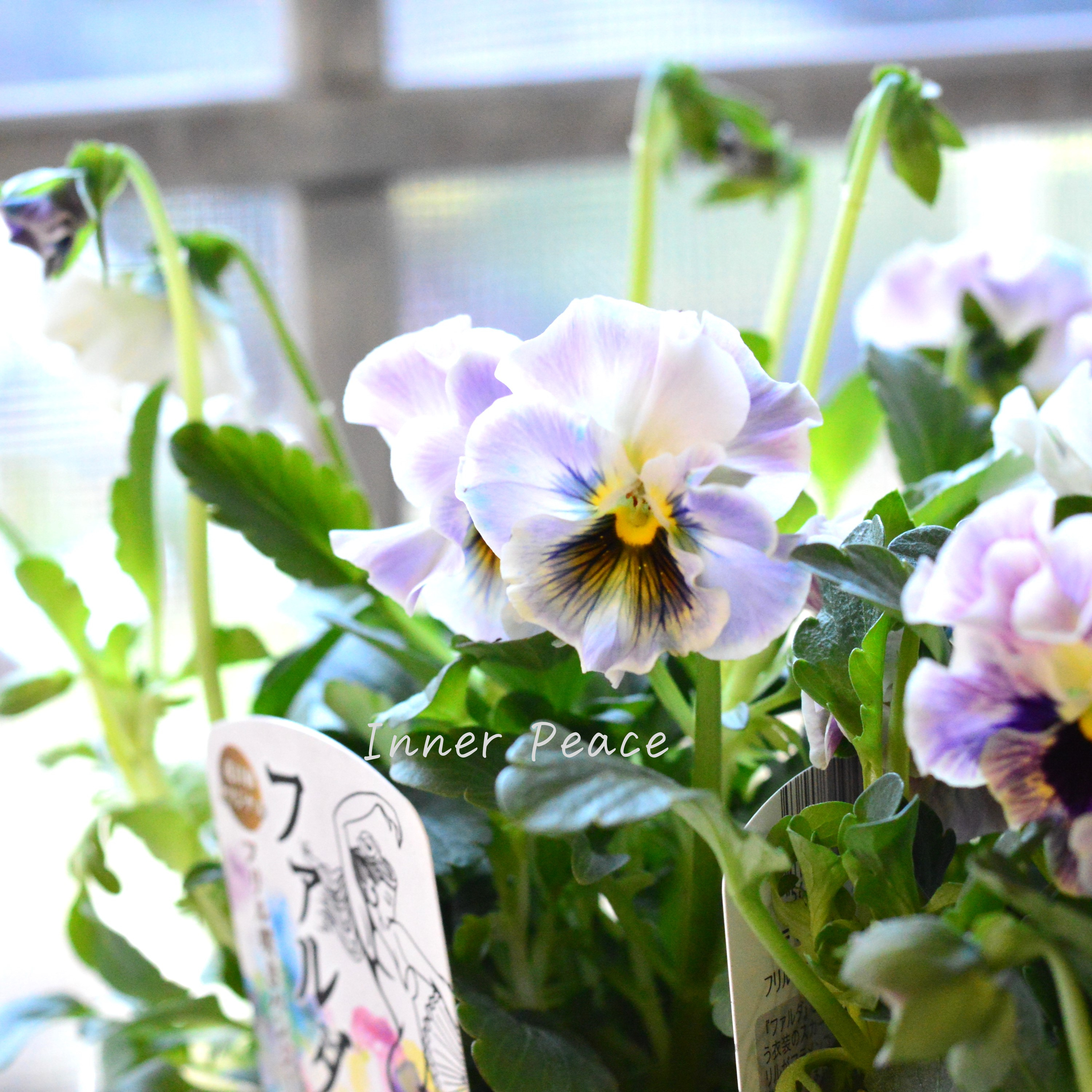 【花日和さんオリジナル】 フリル咲きパンジー 『ファルダ』 3.5寸POT