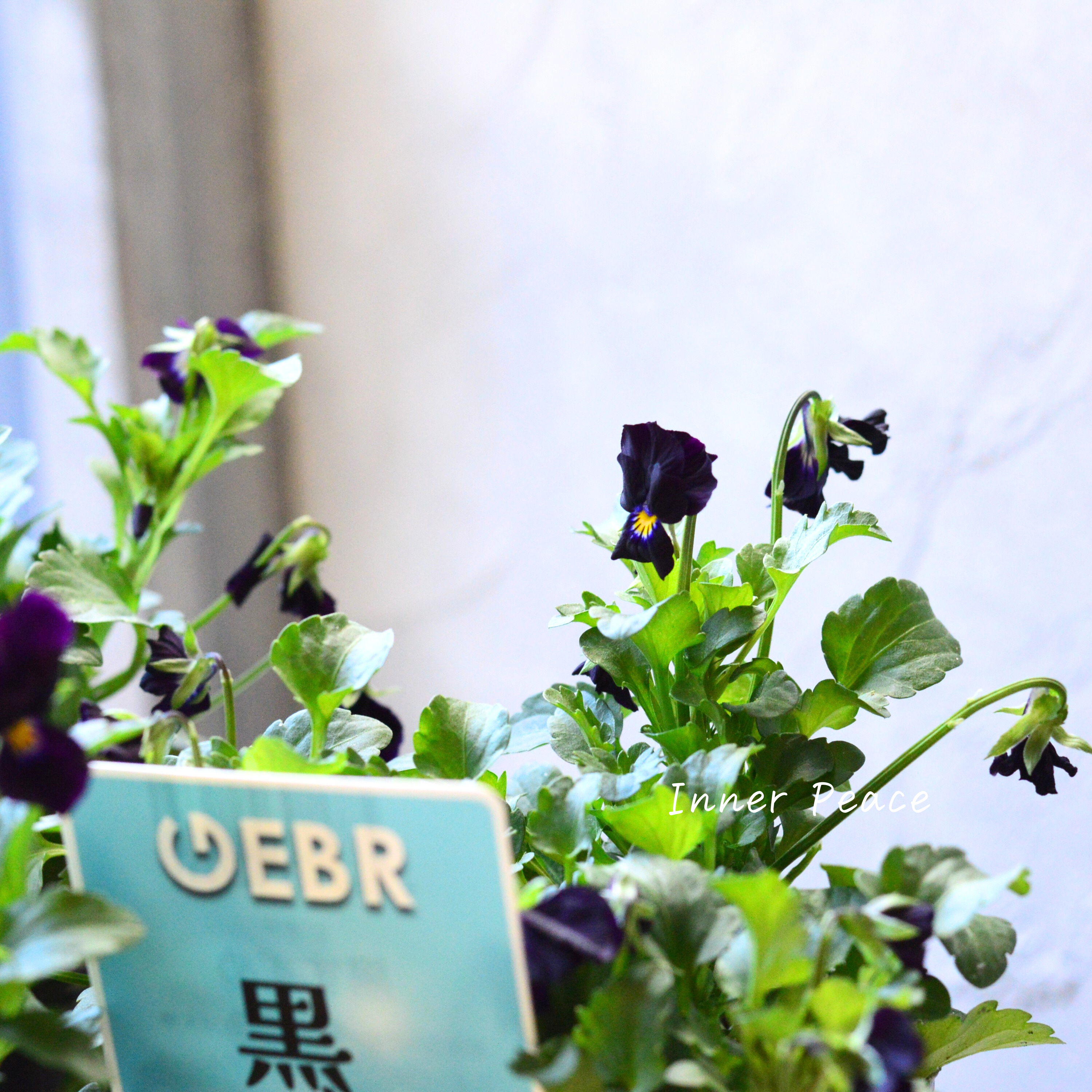 【ゲブラさん】 希少 ビオラ 『黒すずめ』 3.5寸POT