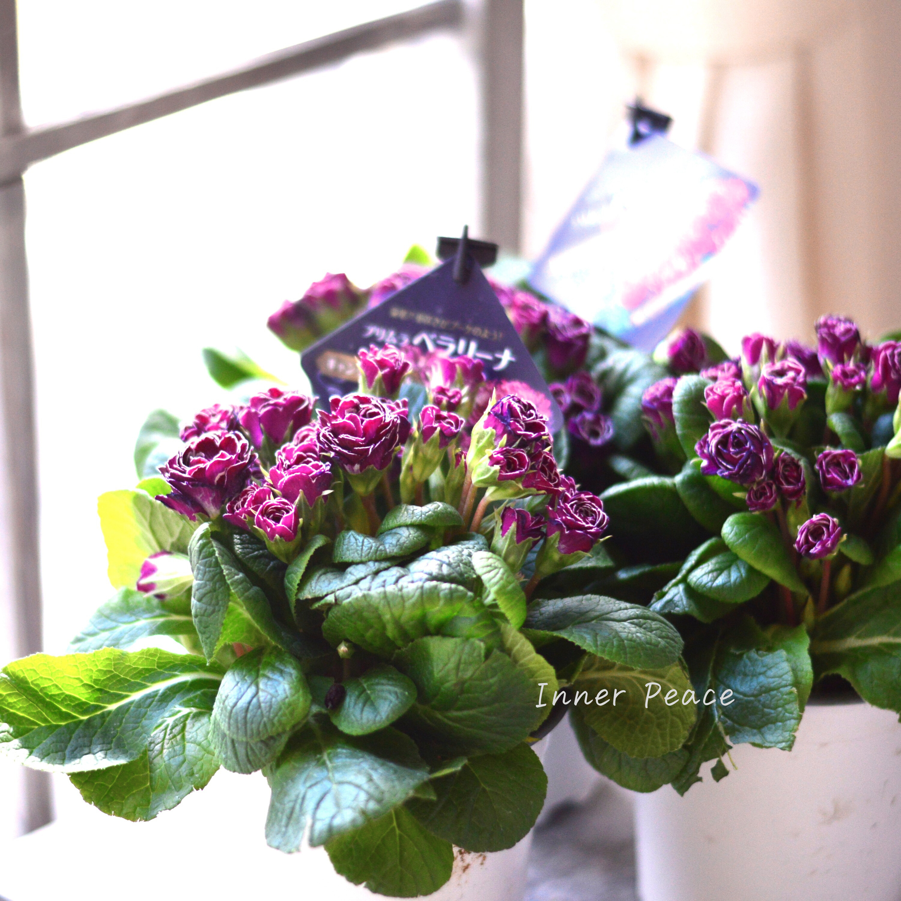 【八重咲き】 プリムラ 『ベラリーナ・キャンディフロスト』 4寸POT