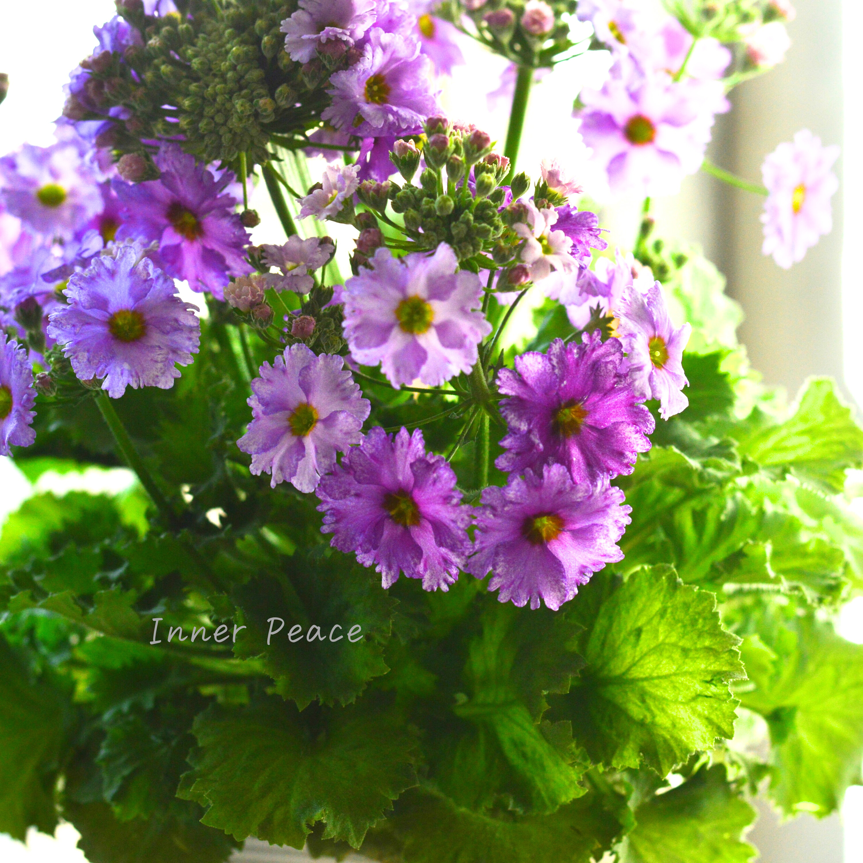 【北島園芸さん】 サクラソウ 『フリル咲き・薄パープル』 3.5寸POT