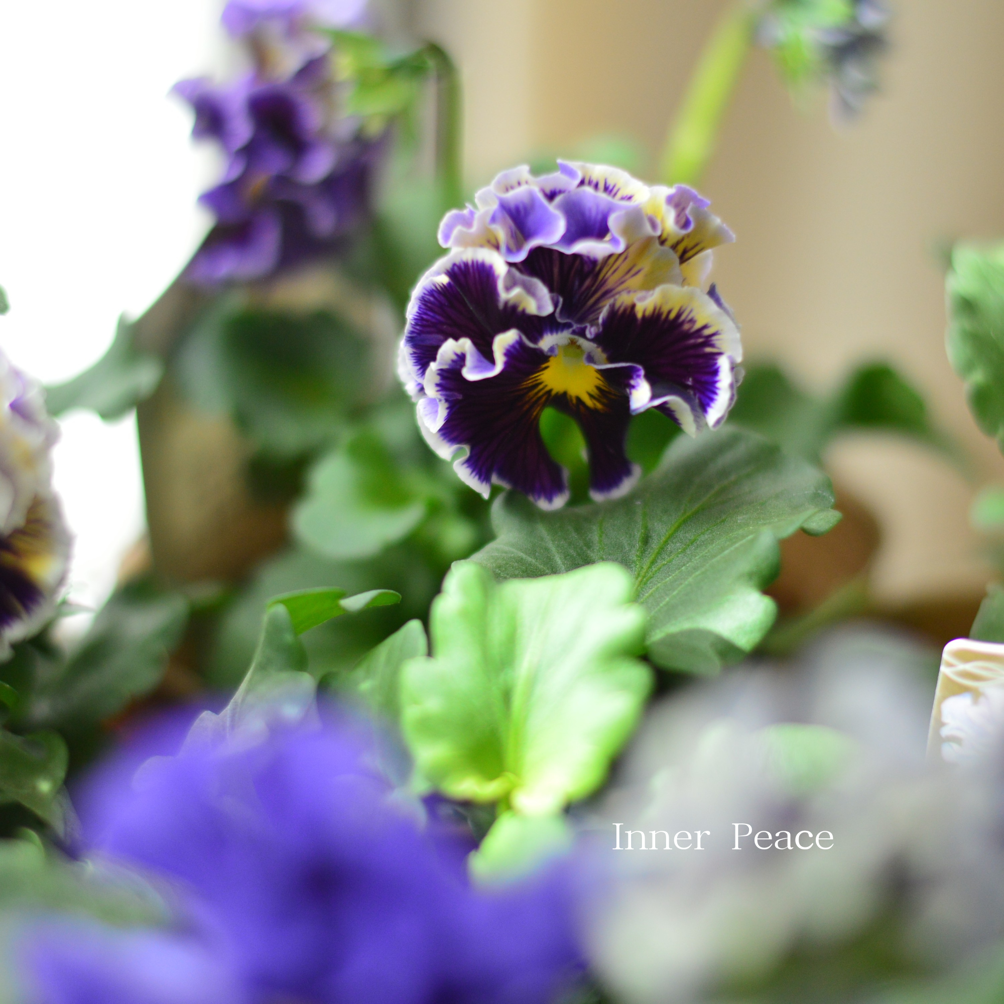 【素敵】 パンジー 『コライユ・ブルー系』 3寸ロングPOT