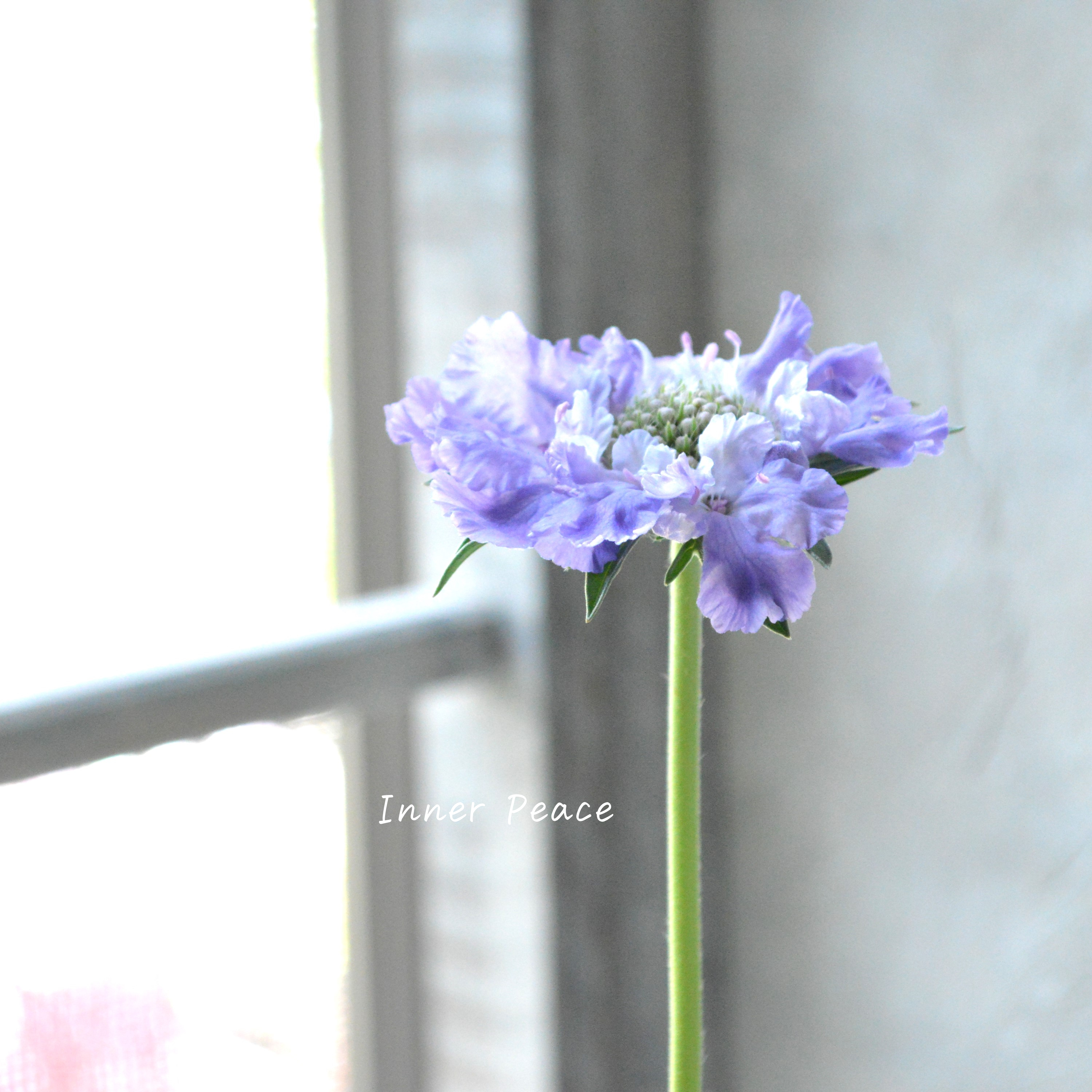 【大輪】 スカビオサ 『ファーマ・ブルー』 3.5寸POT