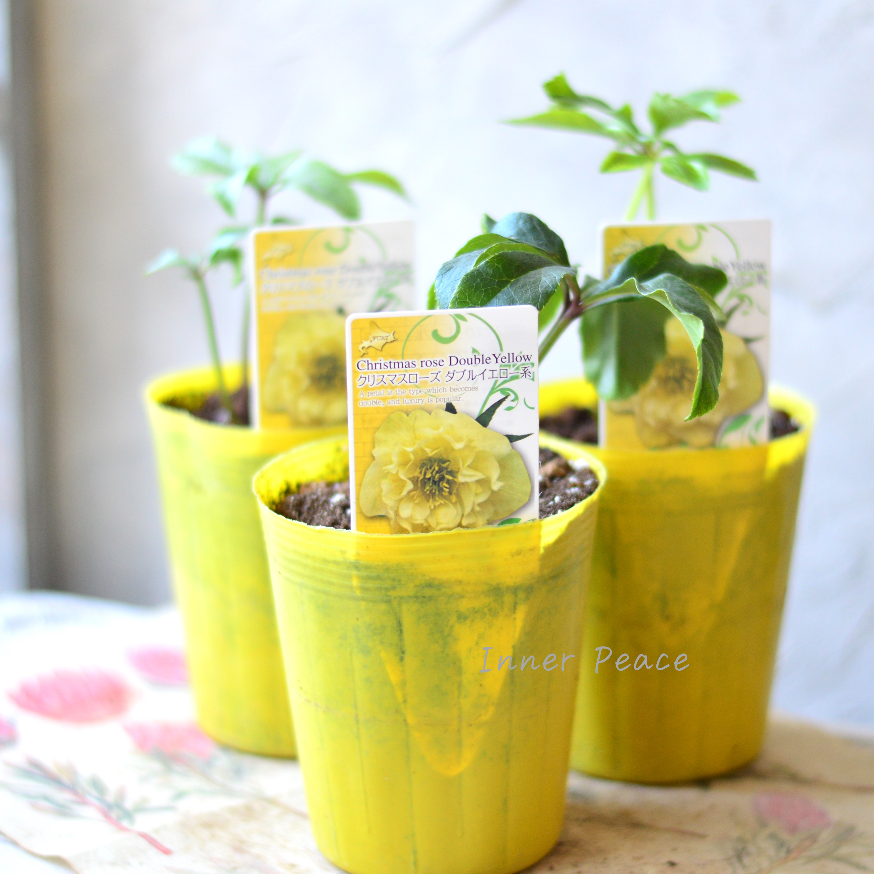 【八重咲き】 クリスマスローズ 『ダブルイエロー系』 3.5寸ロングPOT