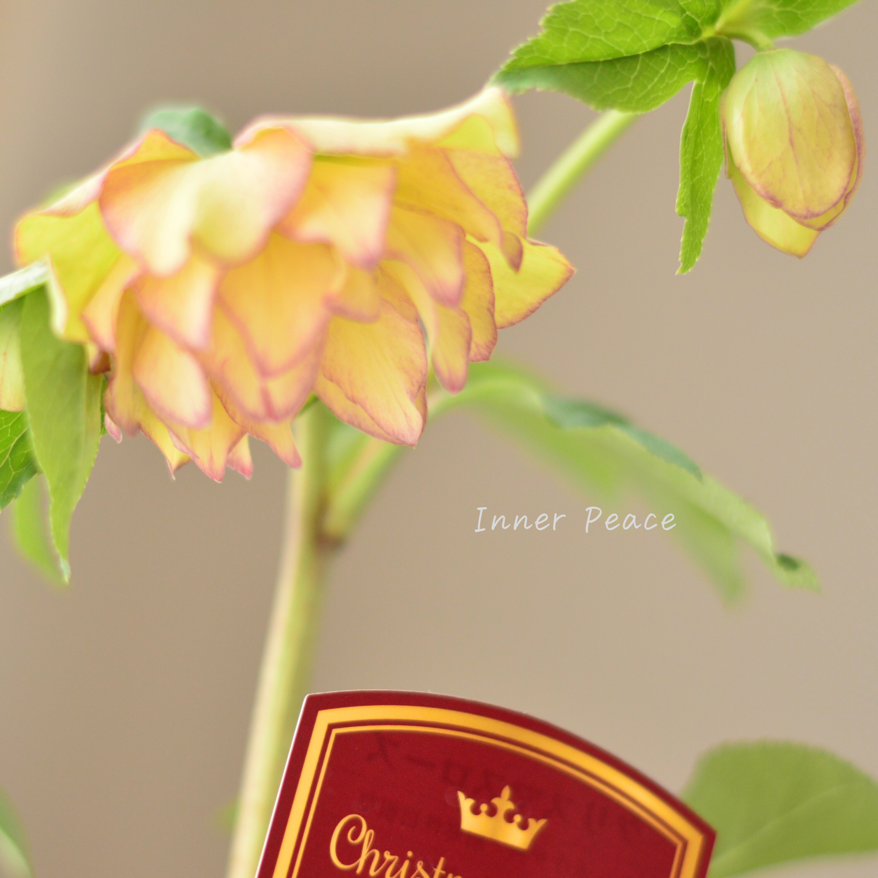 【希少】 吉瀬園芸さんのクリスマスローズ 『プレミアム・ダブル D』 4寸鉢