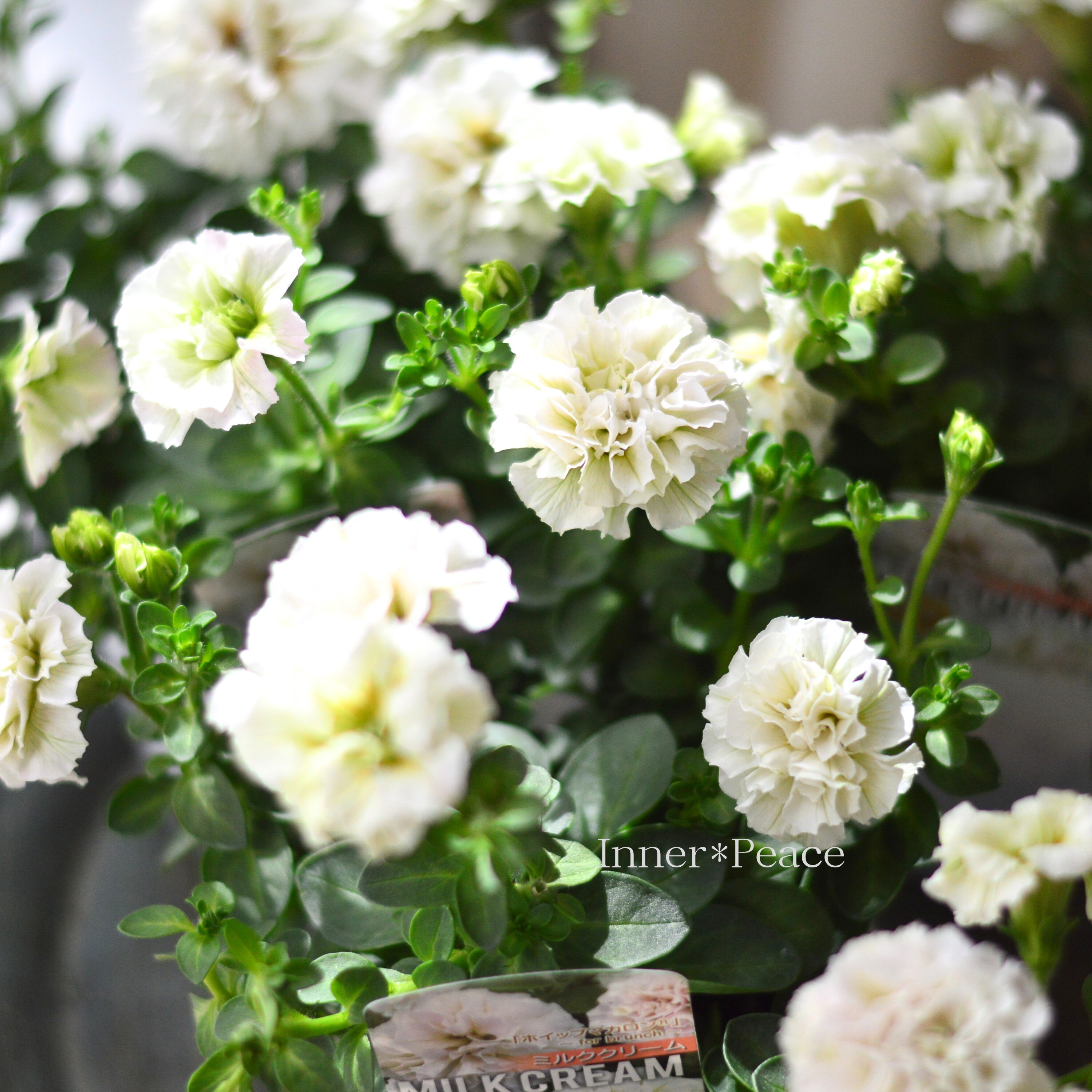 【花日和さんオリジナル】 ペチュニア 『ホイップマカロン・ミルククリーム』 3寸ロングPOT