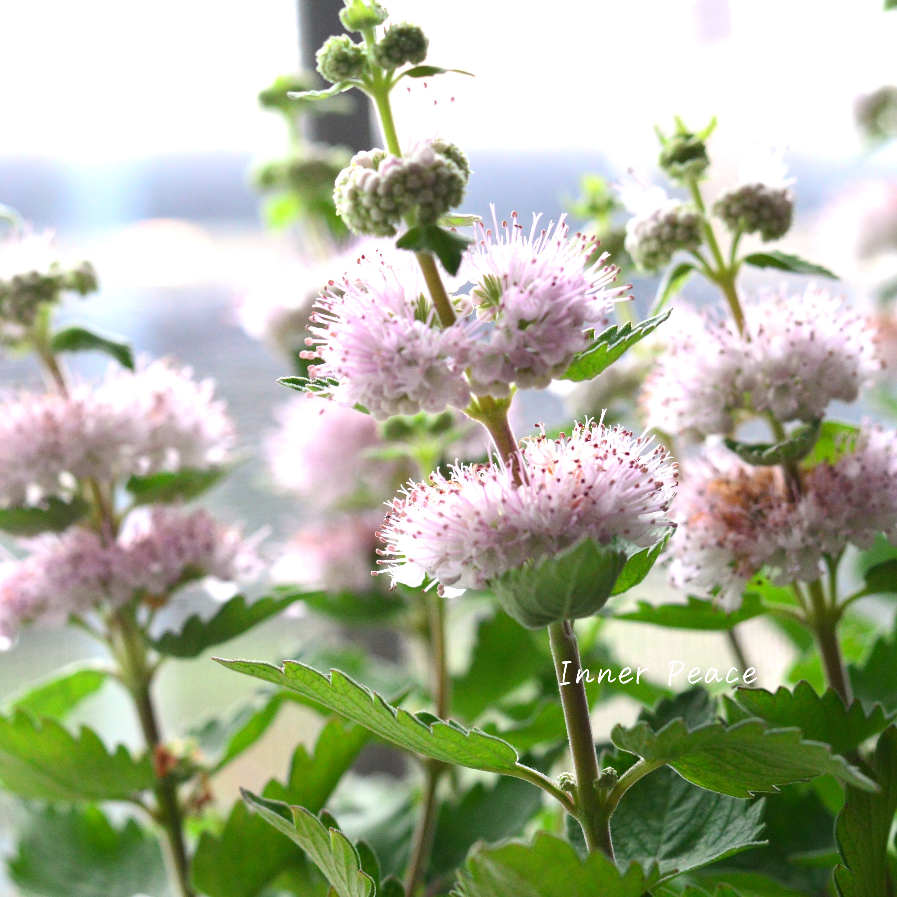 【宿根】 カリオプテリス 『パビリオン・ピンク』 3寸ロング寸POT