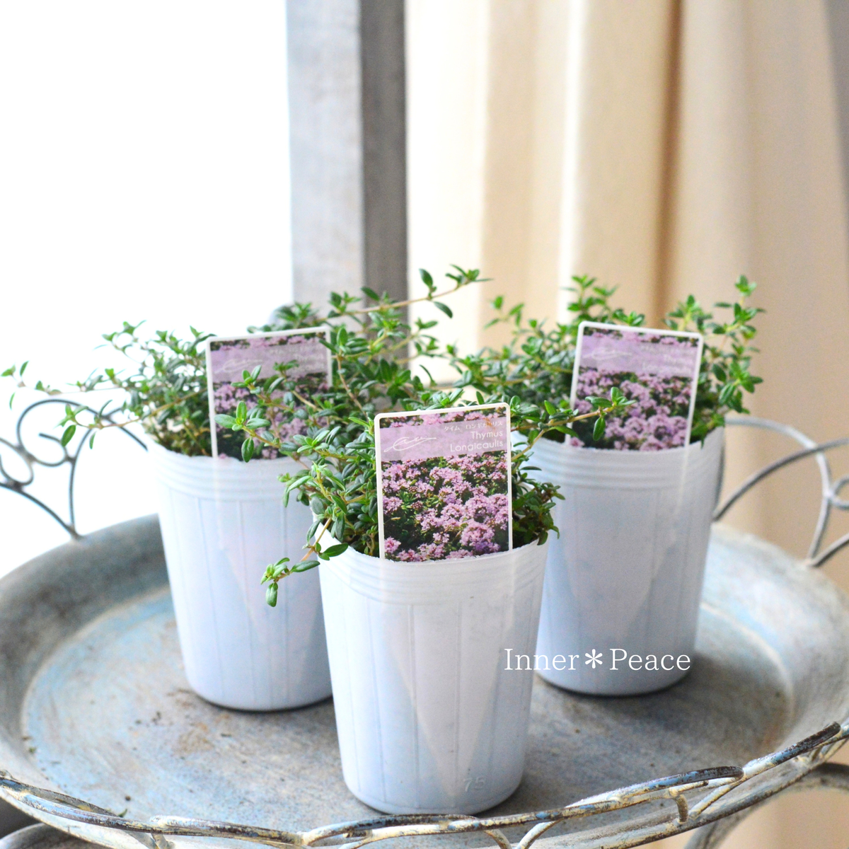 【寄せ植えに】 タイム 『ロンギカリウス』 2.5寸ロングPOT