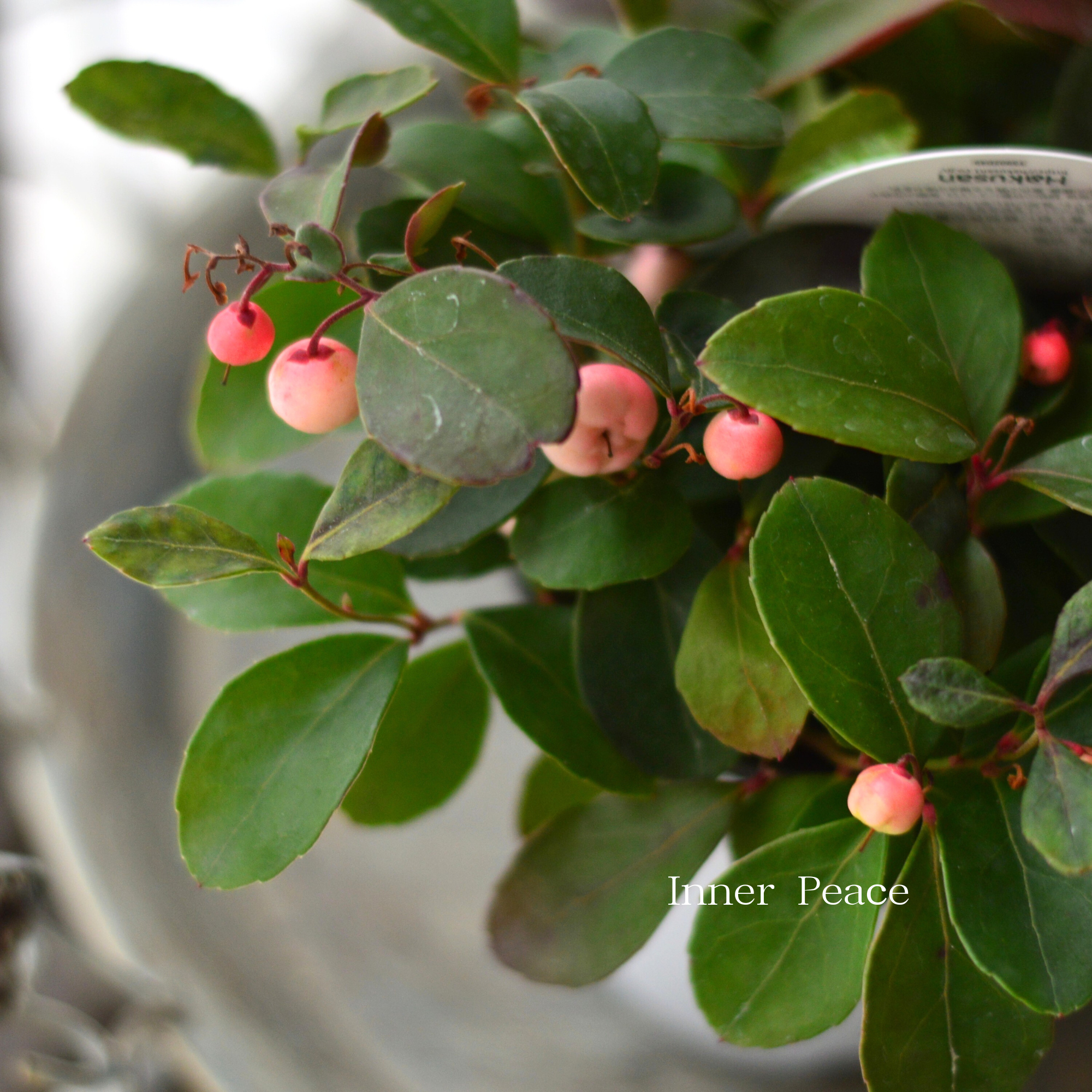 【寄せ植えに】 ゴーテリア・チャオペラ 『ピンク』 3寸POT