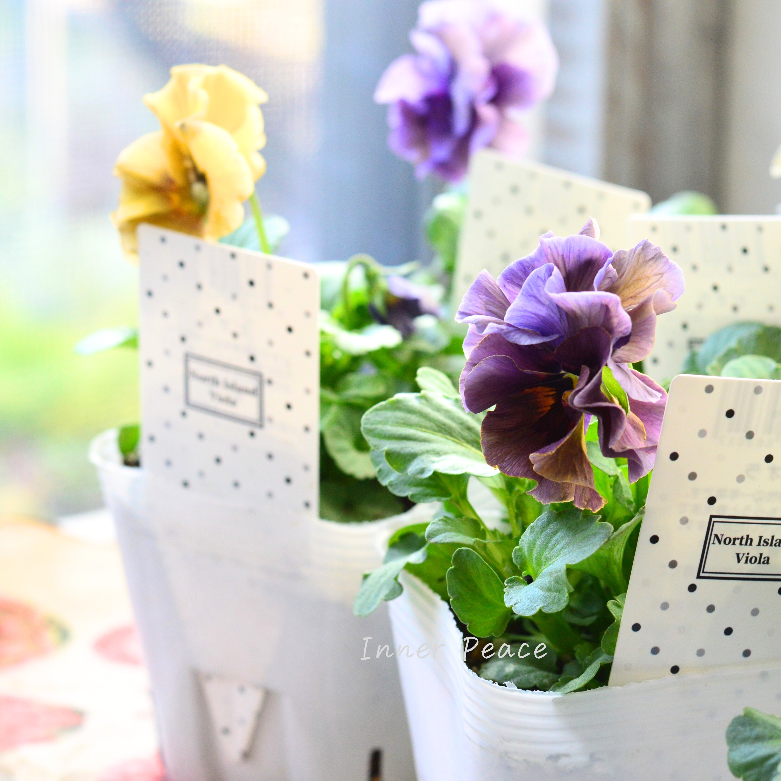 【八重咲き】 北島園芸さんの試作品ビオラ 『ふんわりフリル(仮)』 3.5寸POT