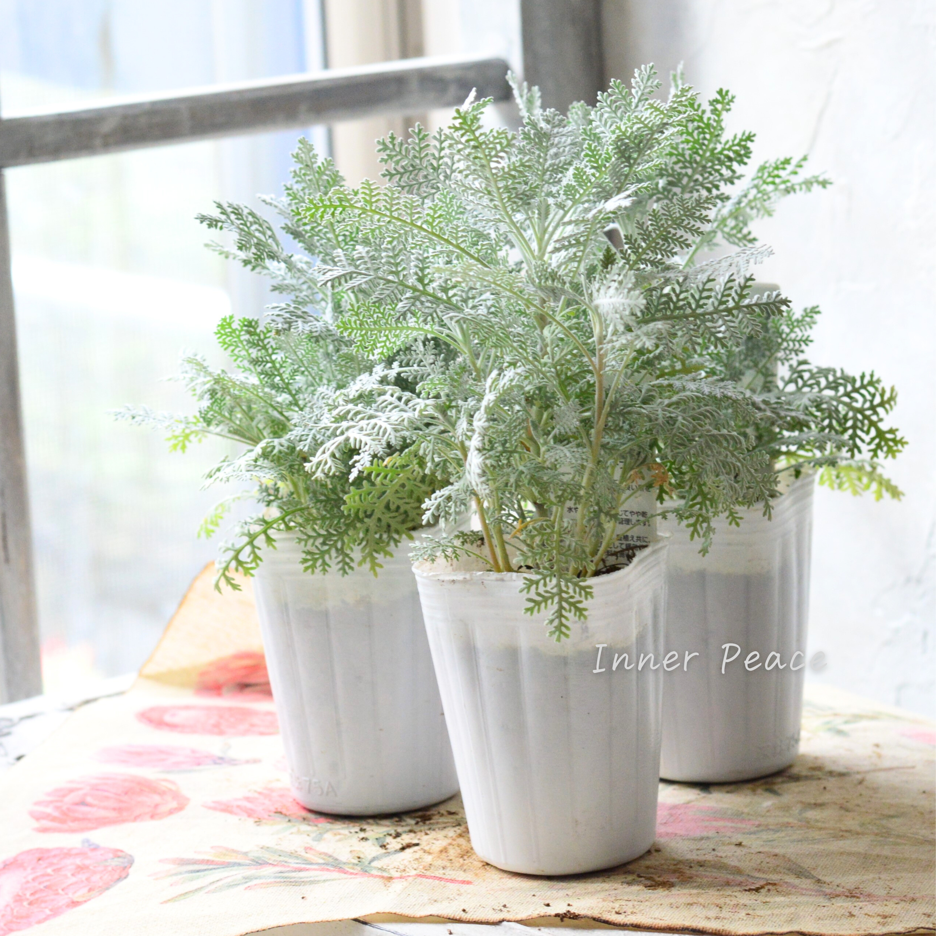 【冬の定番】 シロタエギク 『シルバーレース』 3寸POT