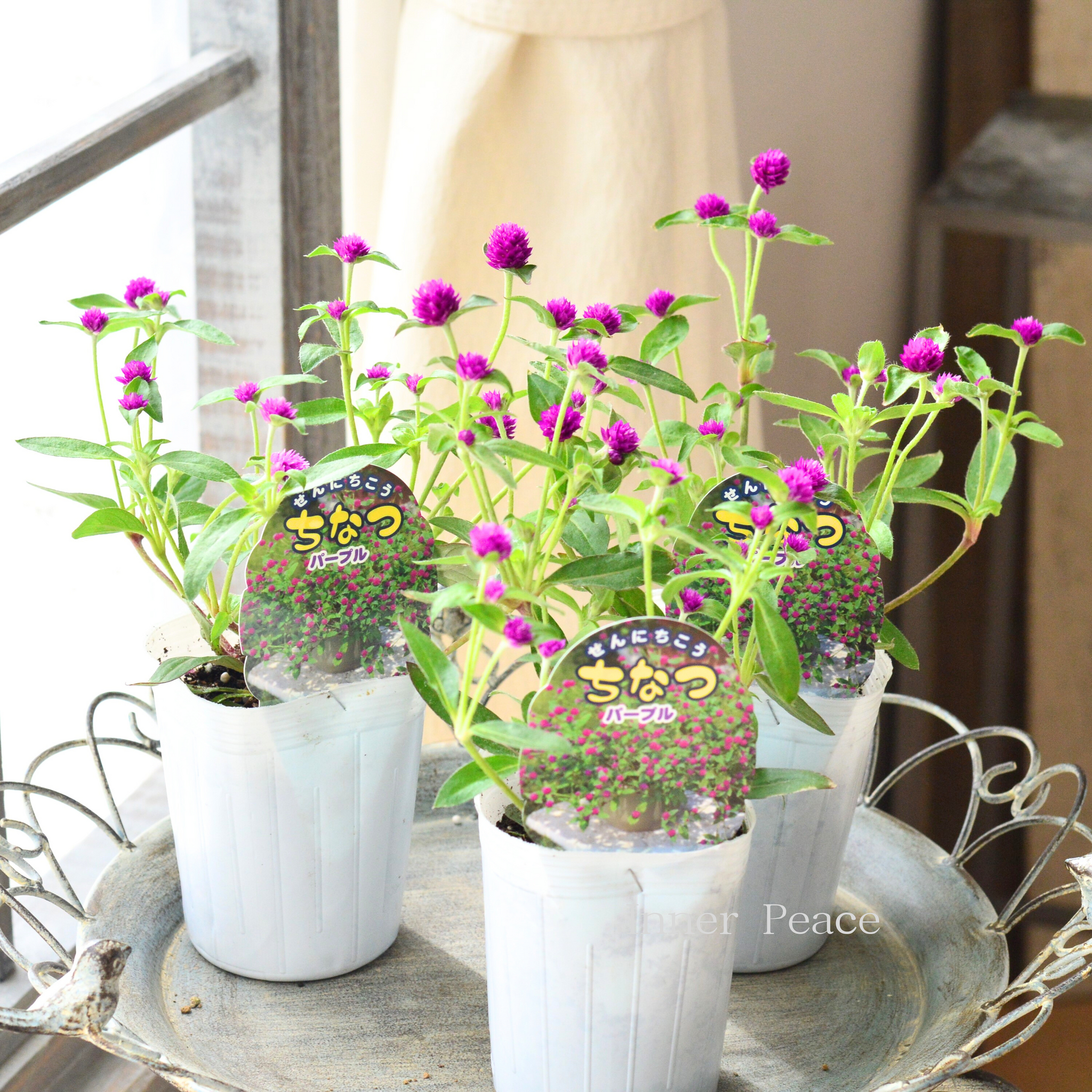 Yahoo!オークション - 小さいピンクの花ゼラニウム