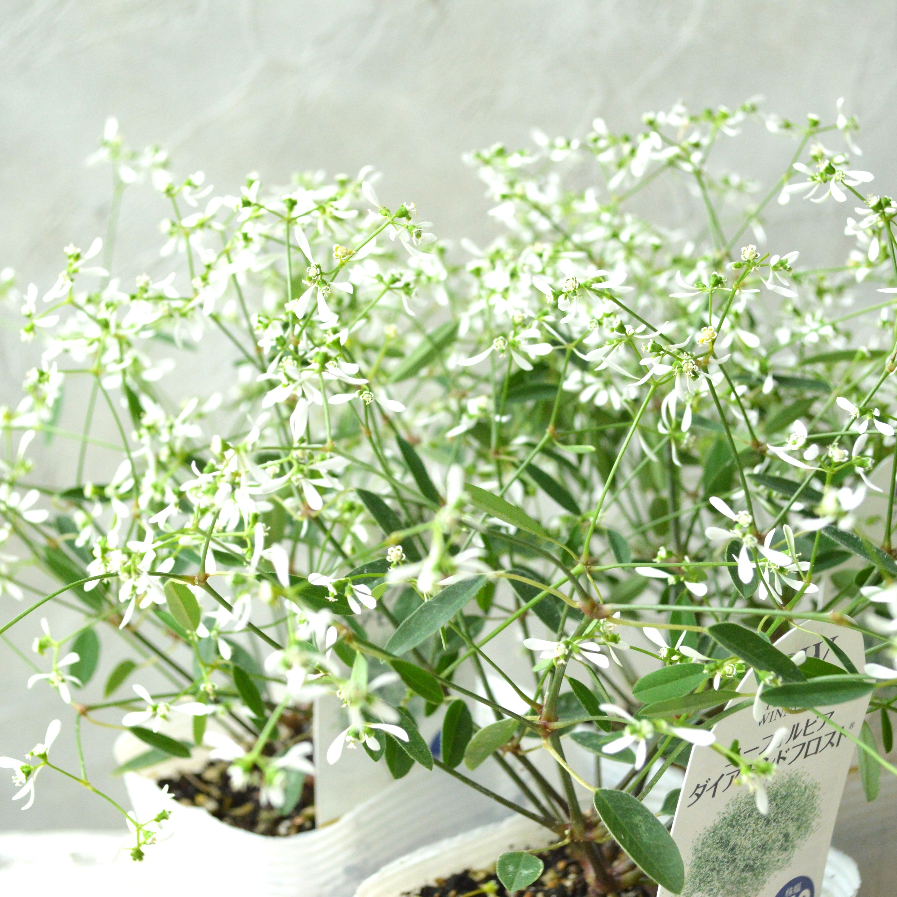 【暑さに強い】 ユーフォルビア 『ダイアモンドフロスト』 2.5寸~3寸POT