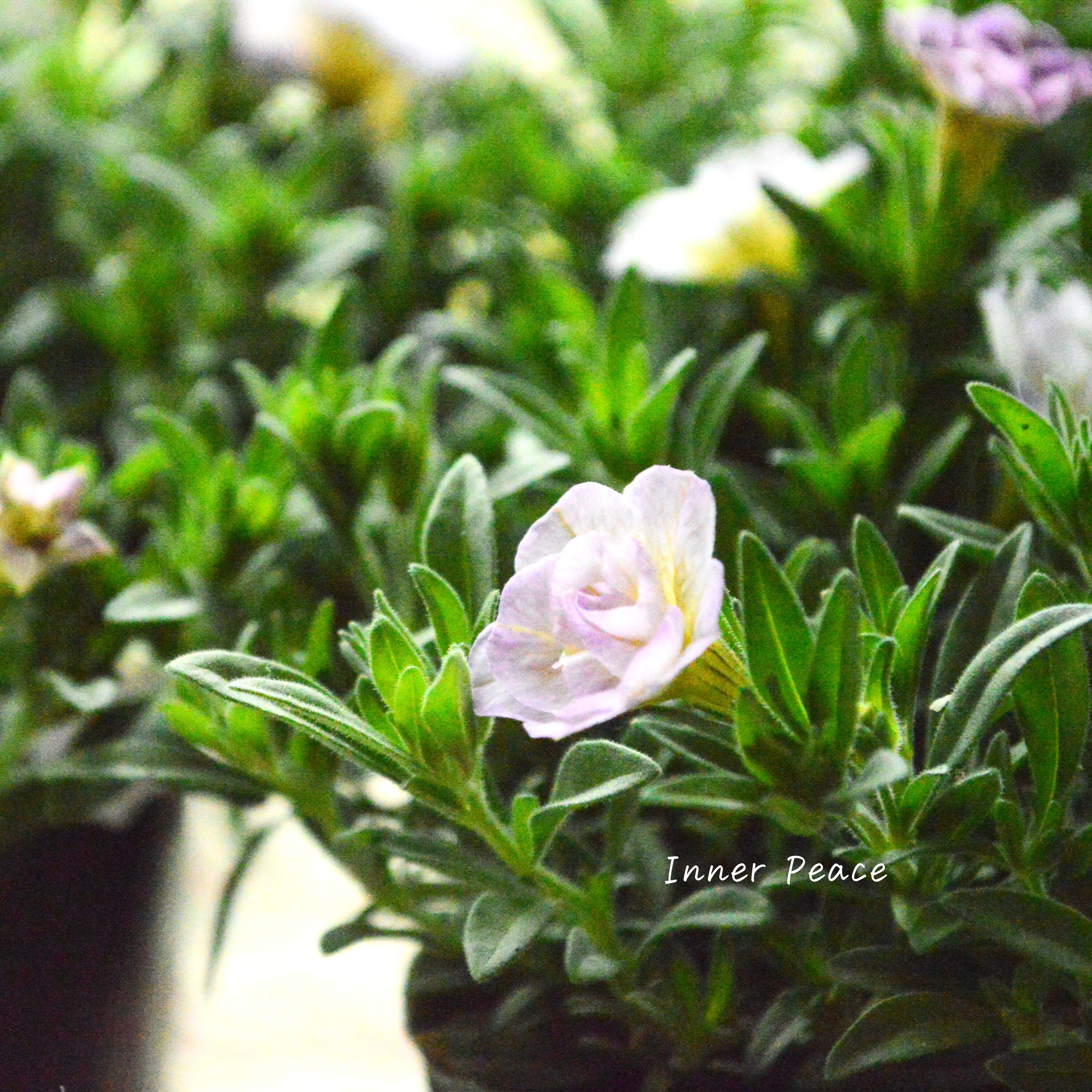 【ゲブラさん】 Sale! 八重咲きカリブラコア 『17歳~セブンティーン~』 3.5寸POT