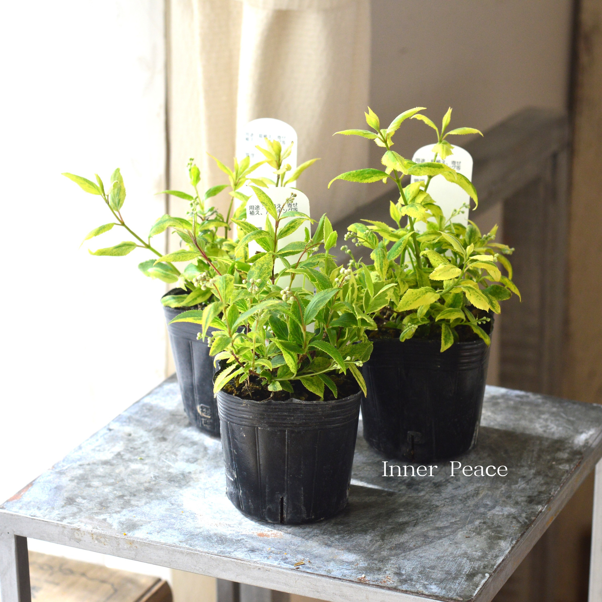 ヒメウツギ 『斑入り』 3寸POT