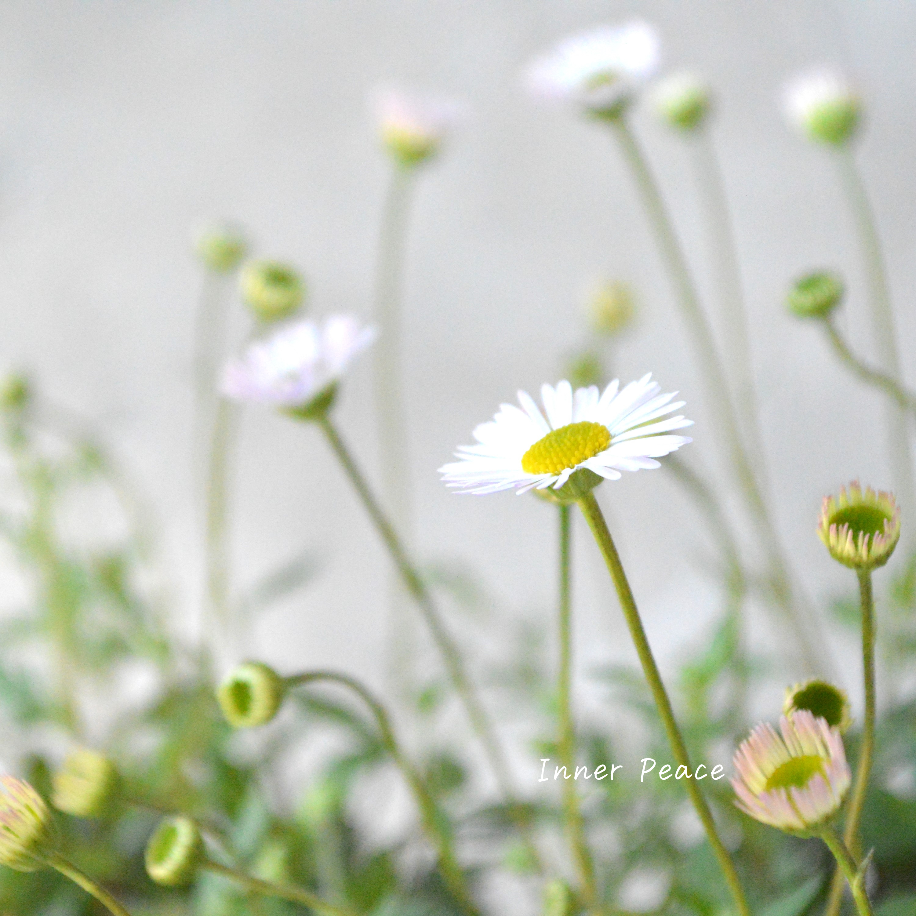 【宿根】 エリゲロン カルビンスキアヌス 3寸ロングPOT