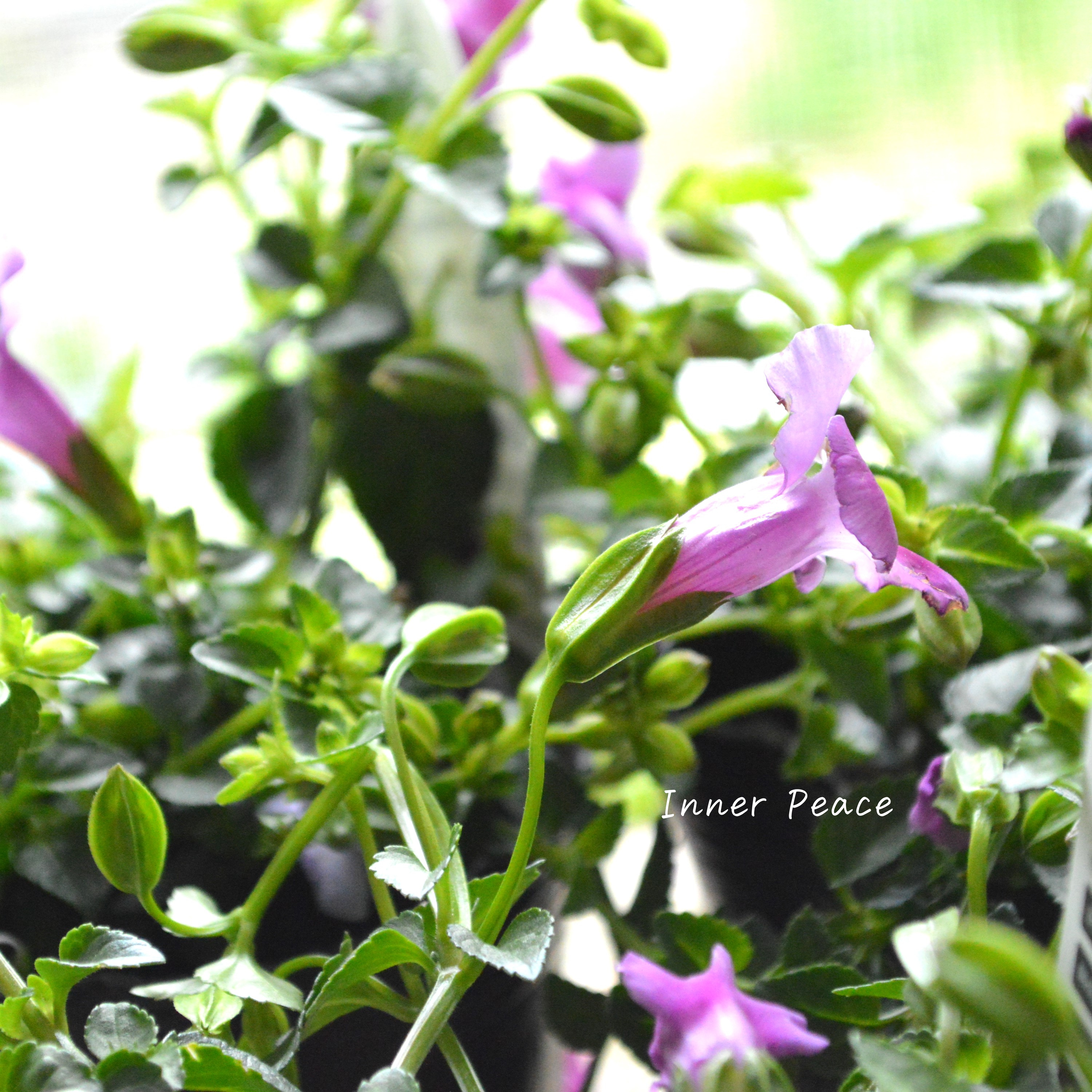 【PW】 スーパートレニア カタリーナ 『ピンクリバー』 3寸POT