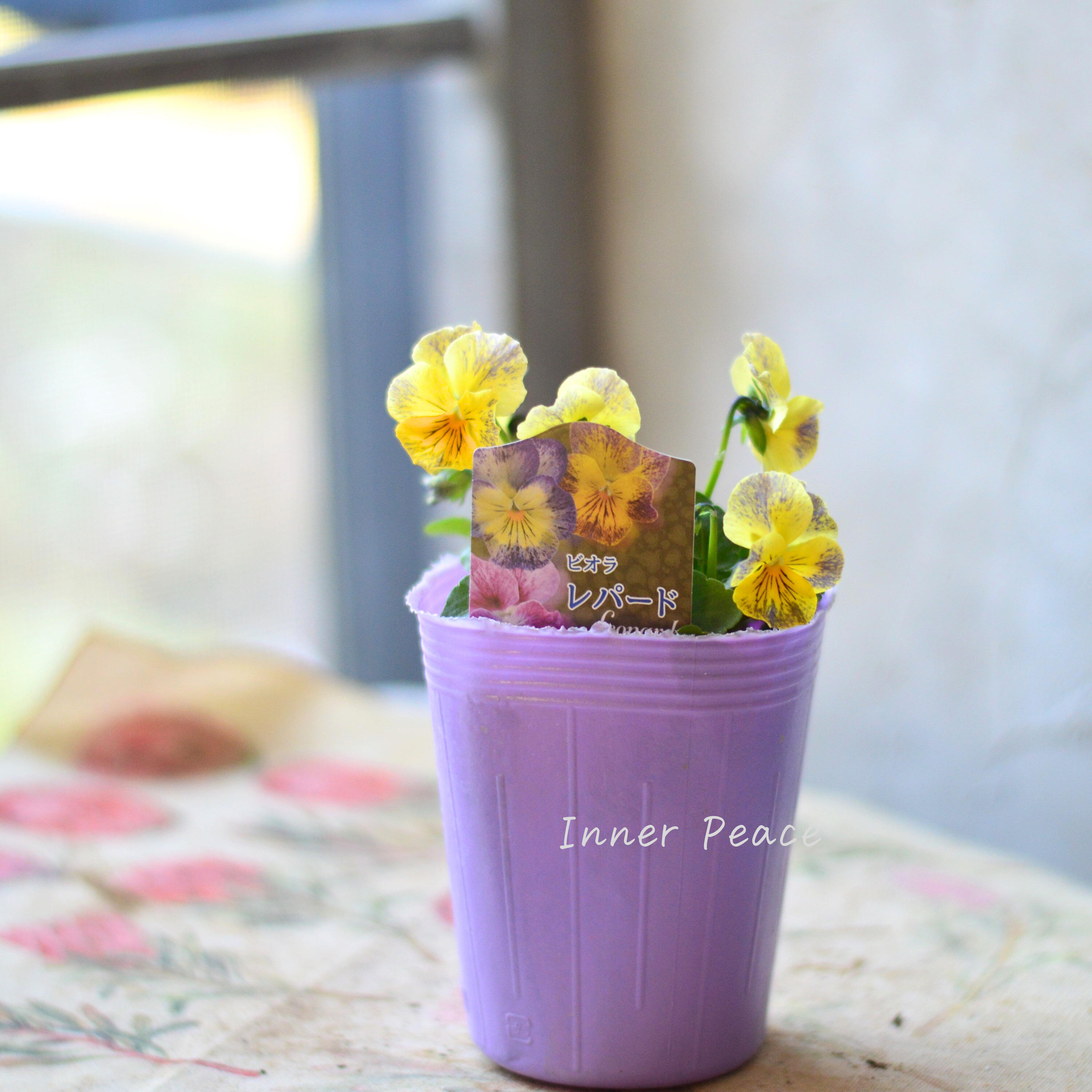 【花夢園芸さん】 ビオラ 『レパード・Bタイプ』 3寸ロングPOT