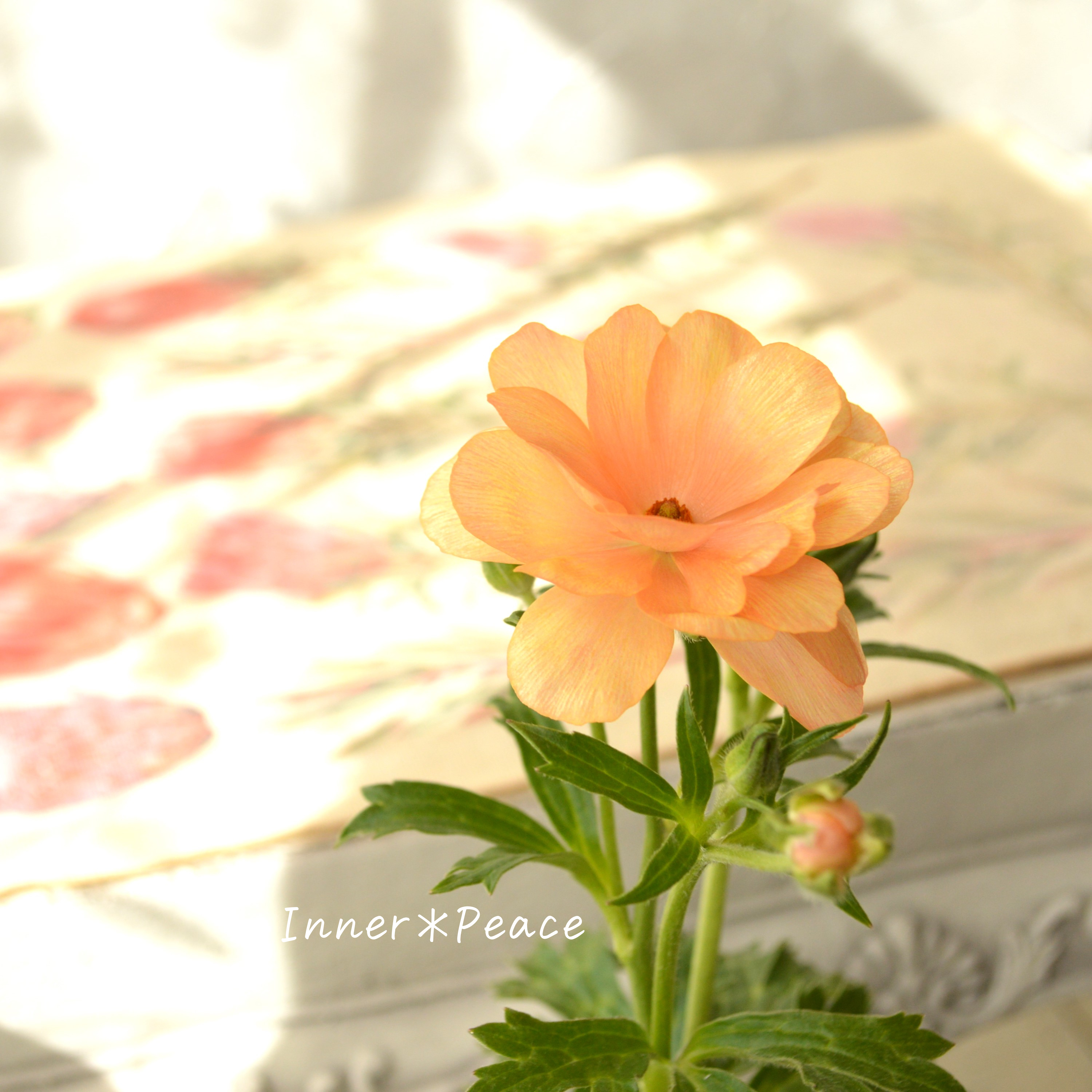 【美しい】 ラナンキュラス・ラックス 『キュベレー』 4寸POT