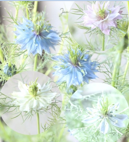 【オシャレ】 ニゲラ 『ミスジーキル』 植え込み用 3寸POT