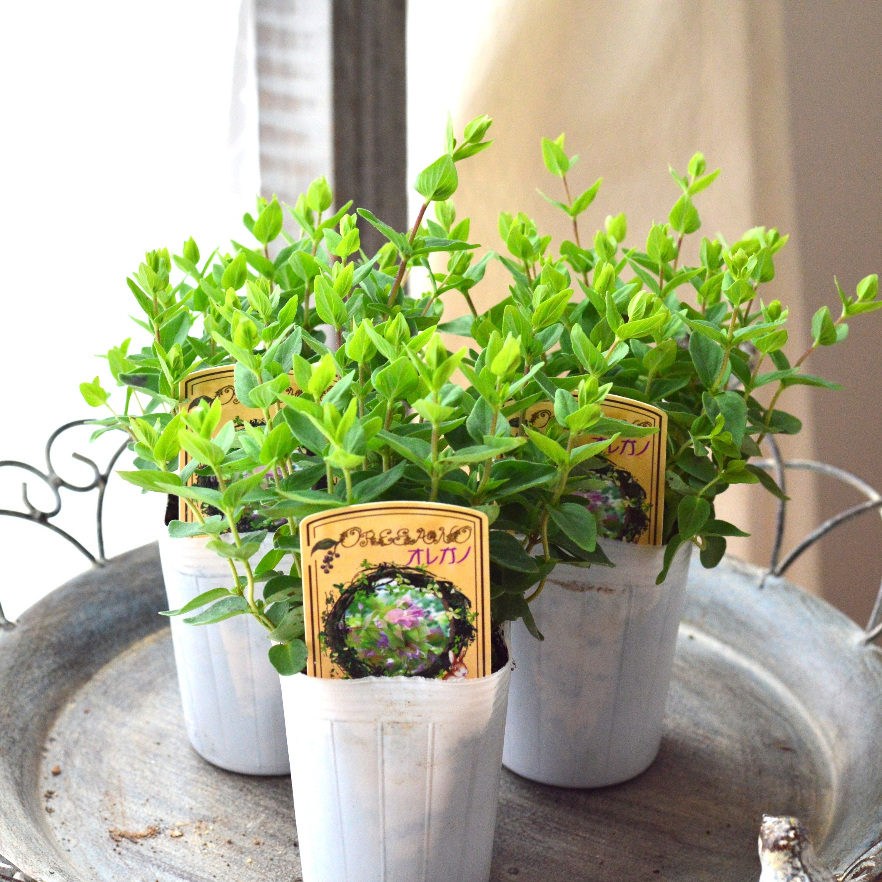 【人気】 オレガノ 『プルケルム』 2.5~3寸POT