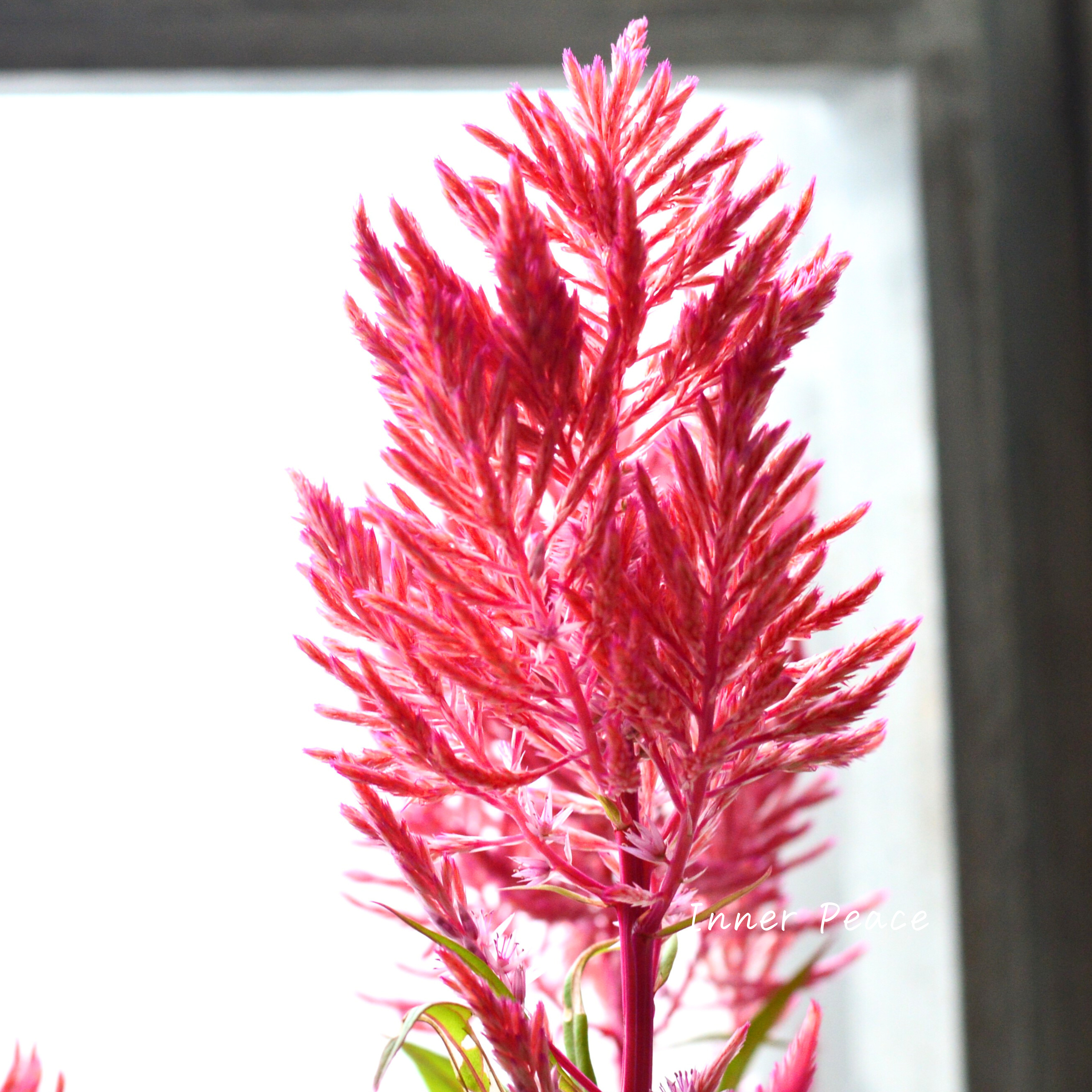 【ゲブラナガトヨさん】 ケイトウ 『霧島の秋・オレンジレッド系』 3.5寸POT