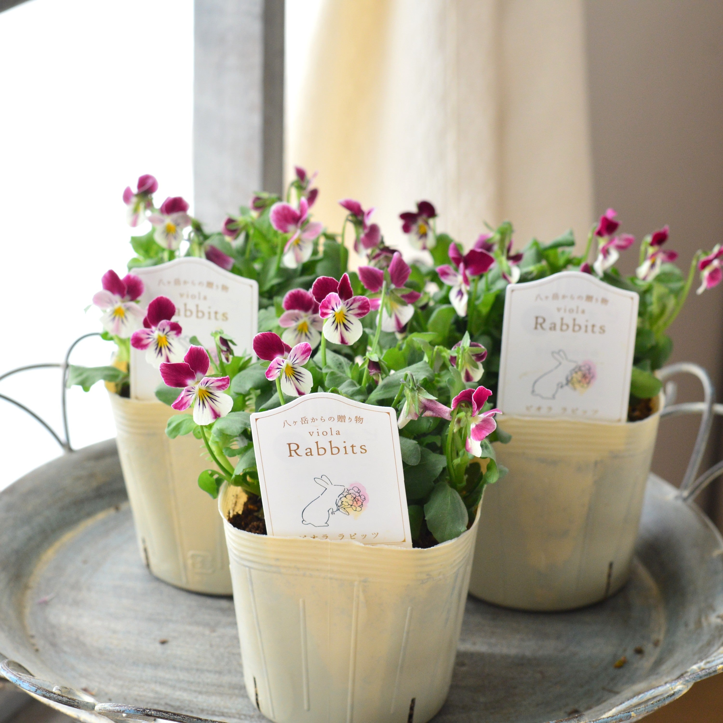 【VEGIHANA FARMさん】 ビオラ 『ラビッツ・A』 3.5寸POT