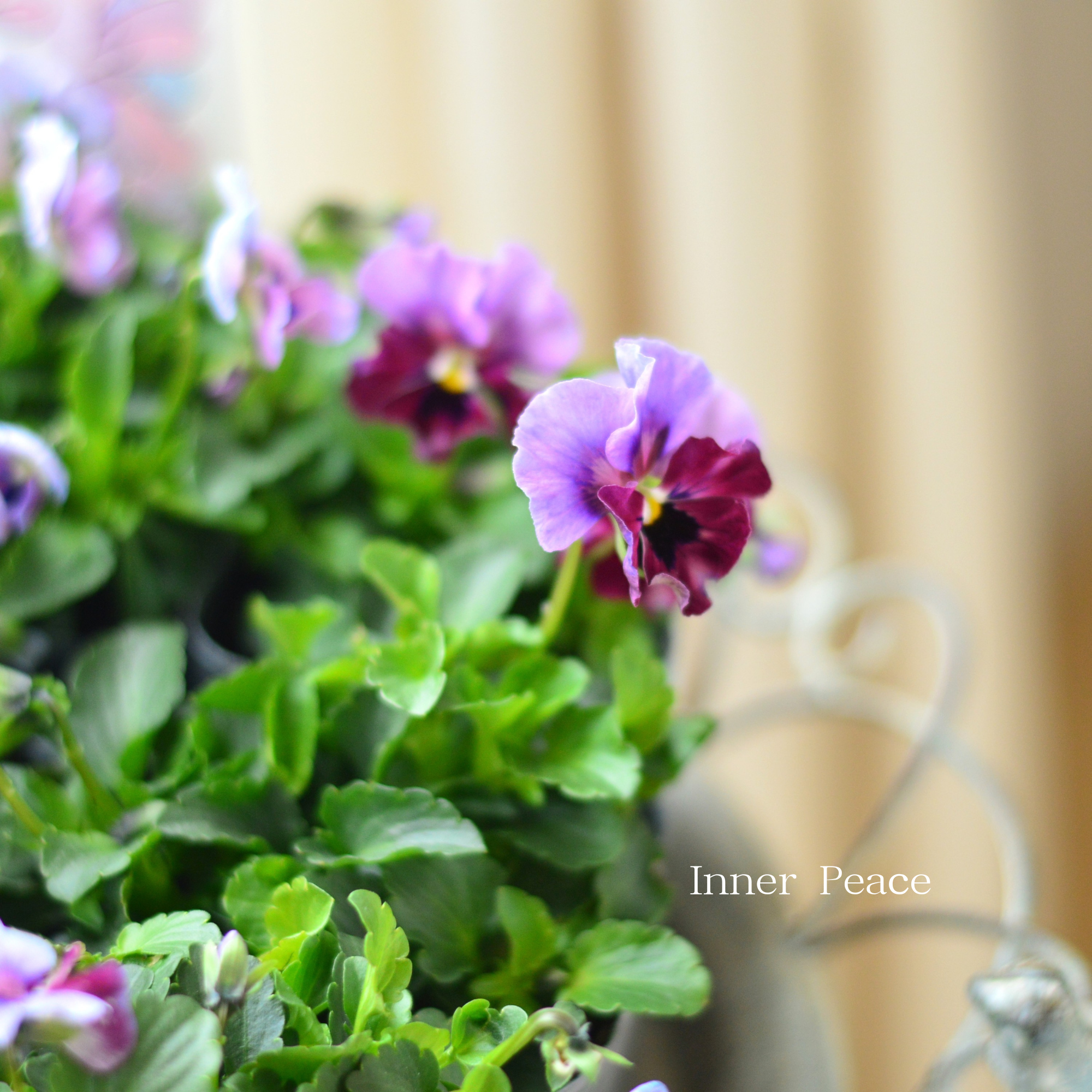 【見元園芸さん】 ビオラ 『ふわふわ金魚ちゃん』 3寸POT