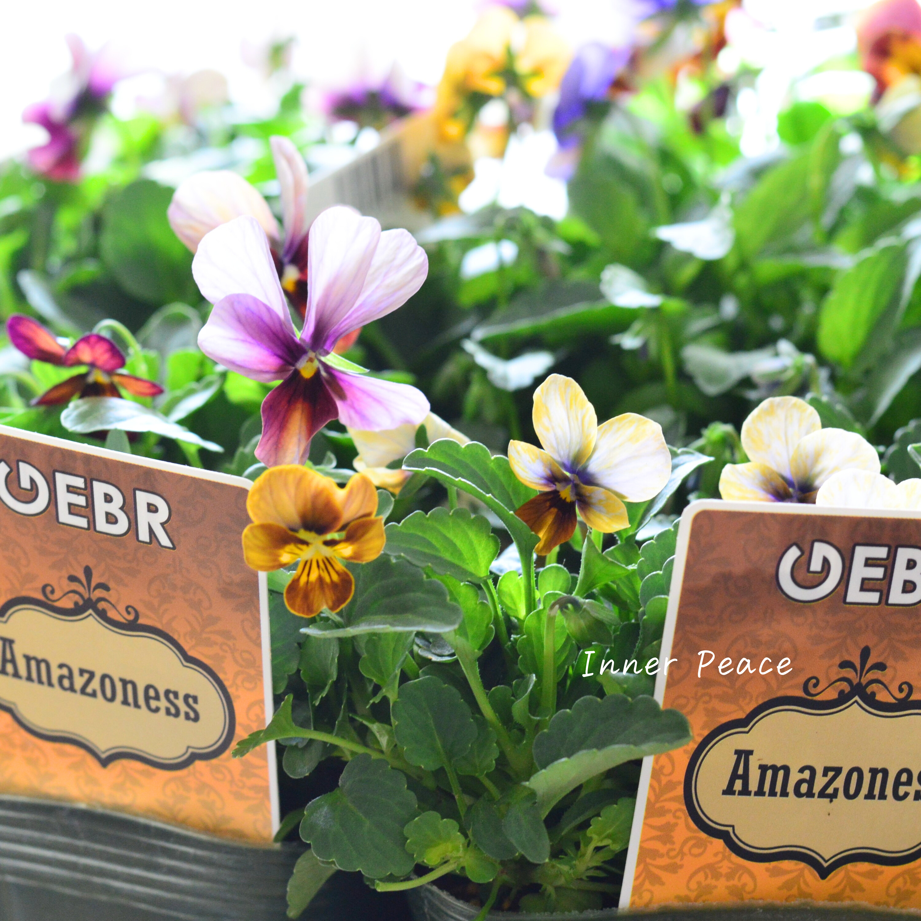 【ゲブラさん】 ビオラ 『アマゾネス』 3.5寸POT