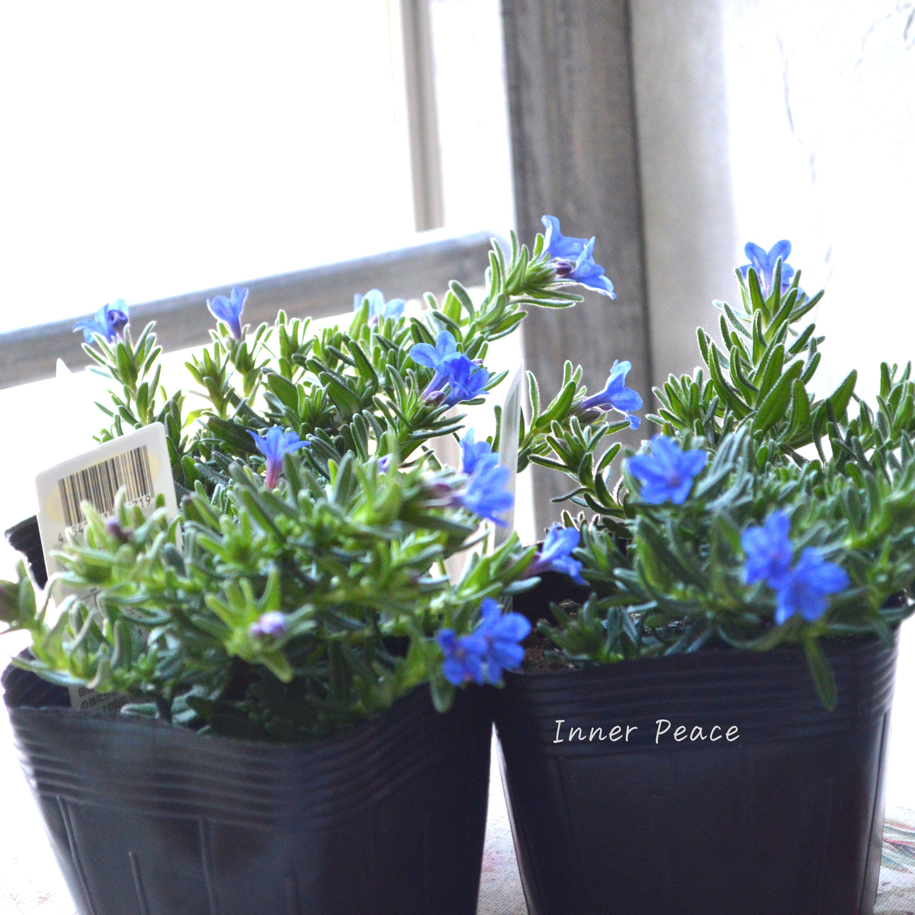 【美しい】 ミヤマホタルカズラ 『むらさき小花』 3.5寸POT