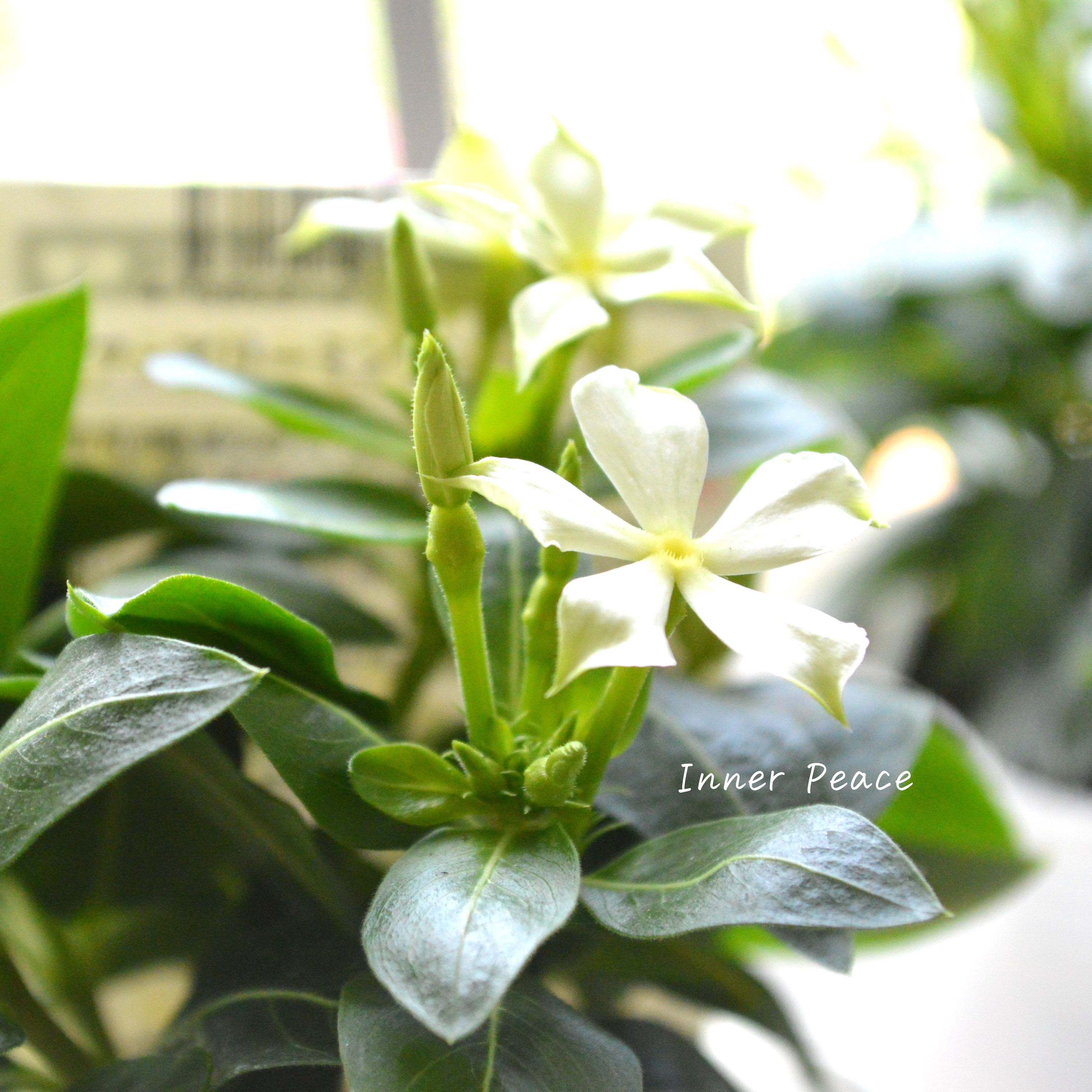 【北島園芸さん】 ニチニチソウ 『フェアリーミント・イエローアイ』 3.5寸POT