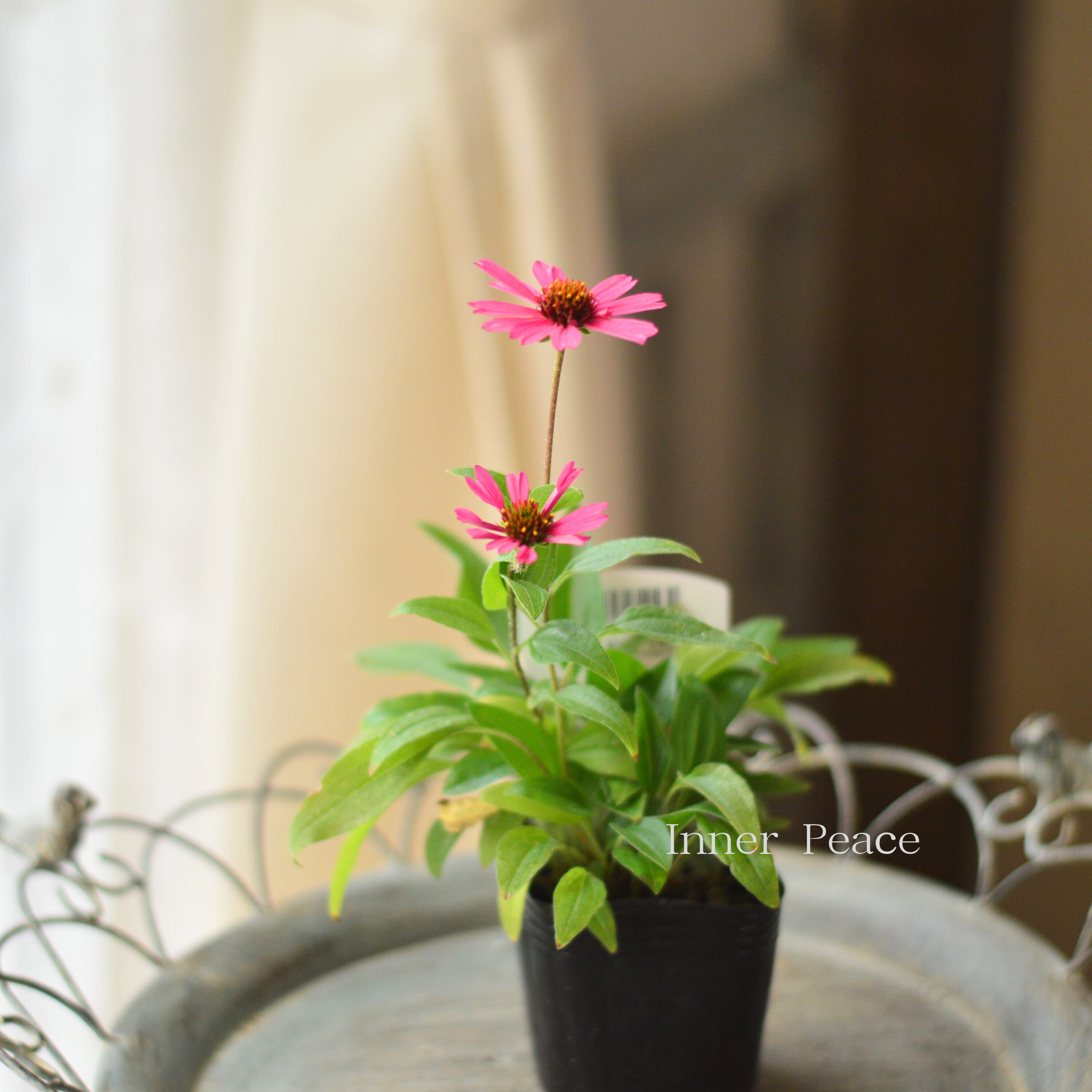 【暑さ寒さに強い】 エキナセア 『センセーションピンク』 3寸POT