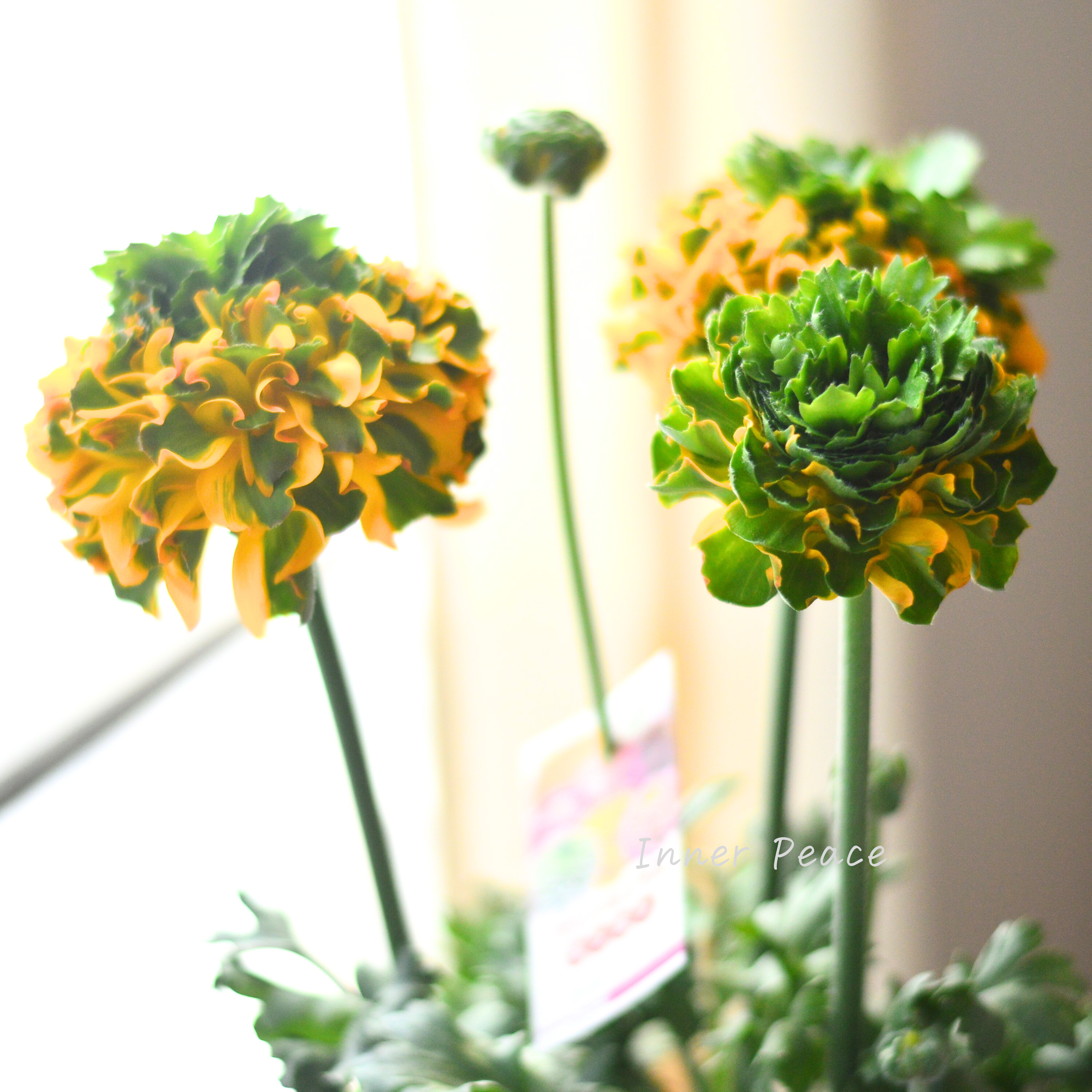 【希少】 ラナンキュラス・ポンポン 『メルリーノ』 5号鉢