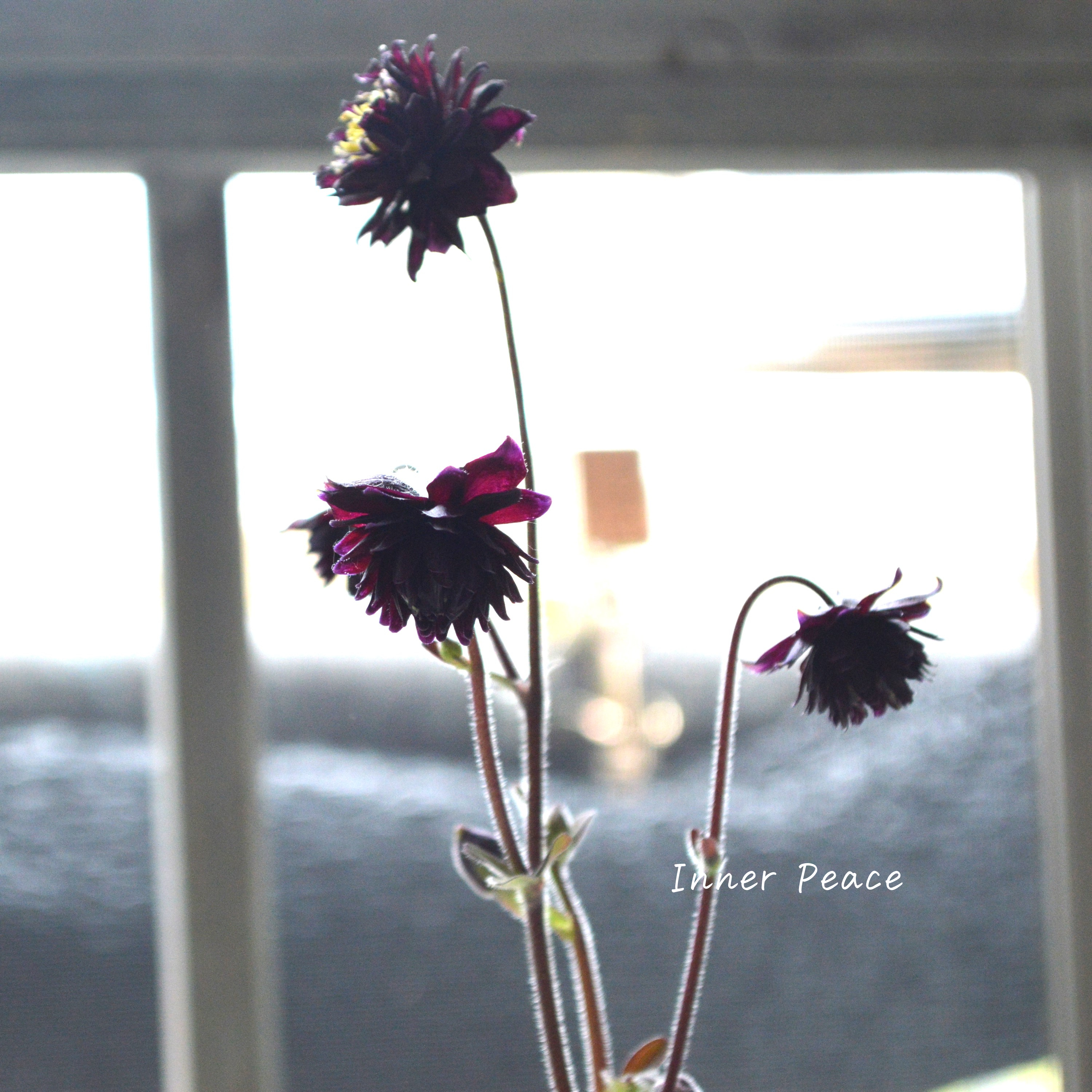 【八重咲き】 西洋オダマキ 『バロー・ブラック』 3.5寸POT